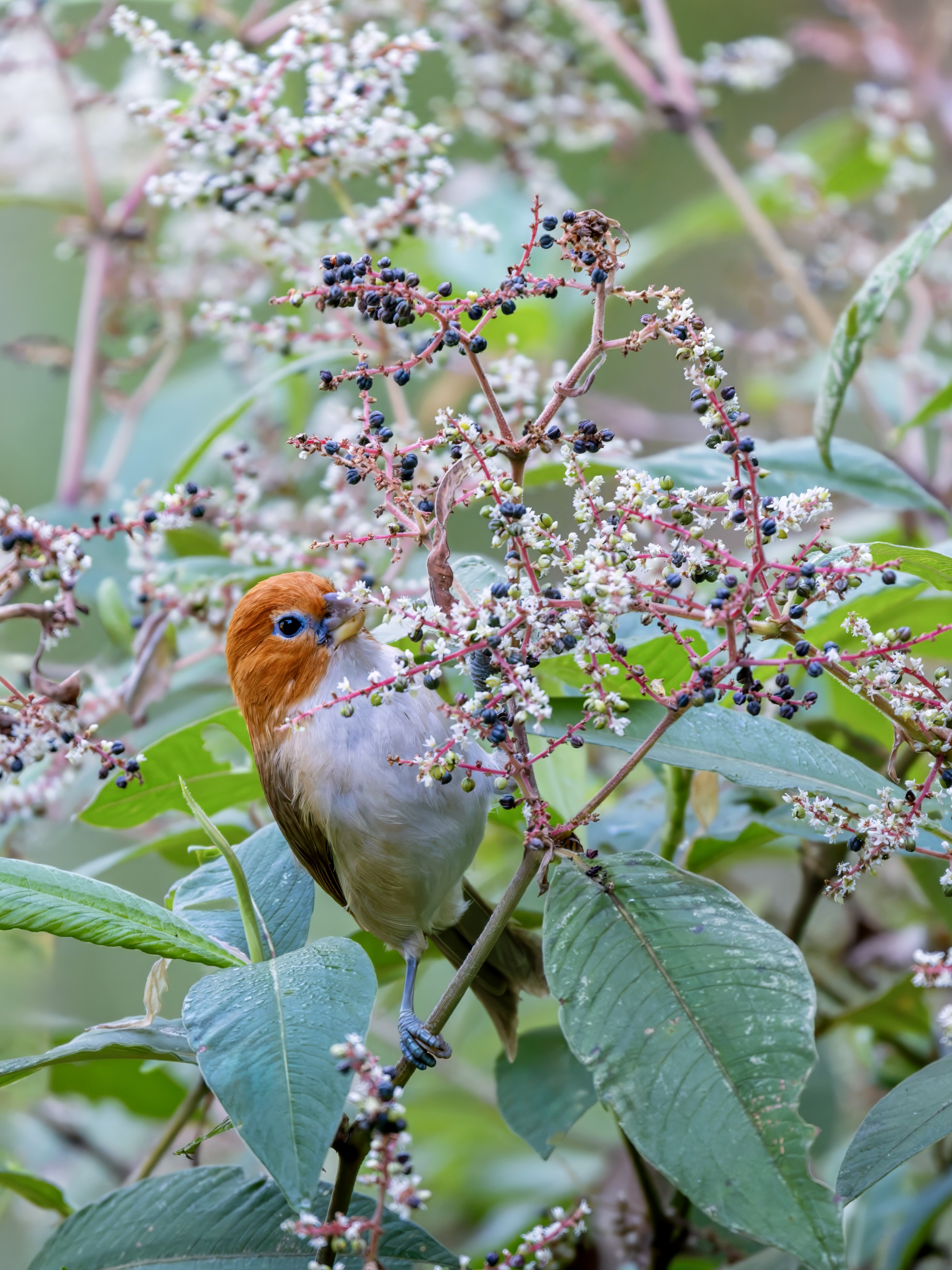 GFX100IIī���У����л���֮�ۣ���׽�ؾ���������