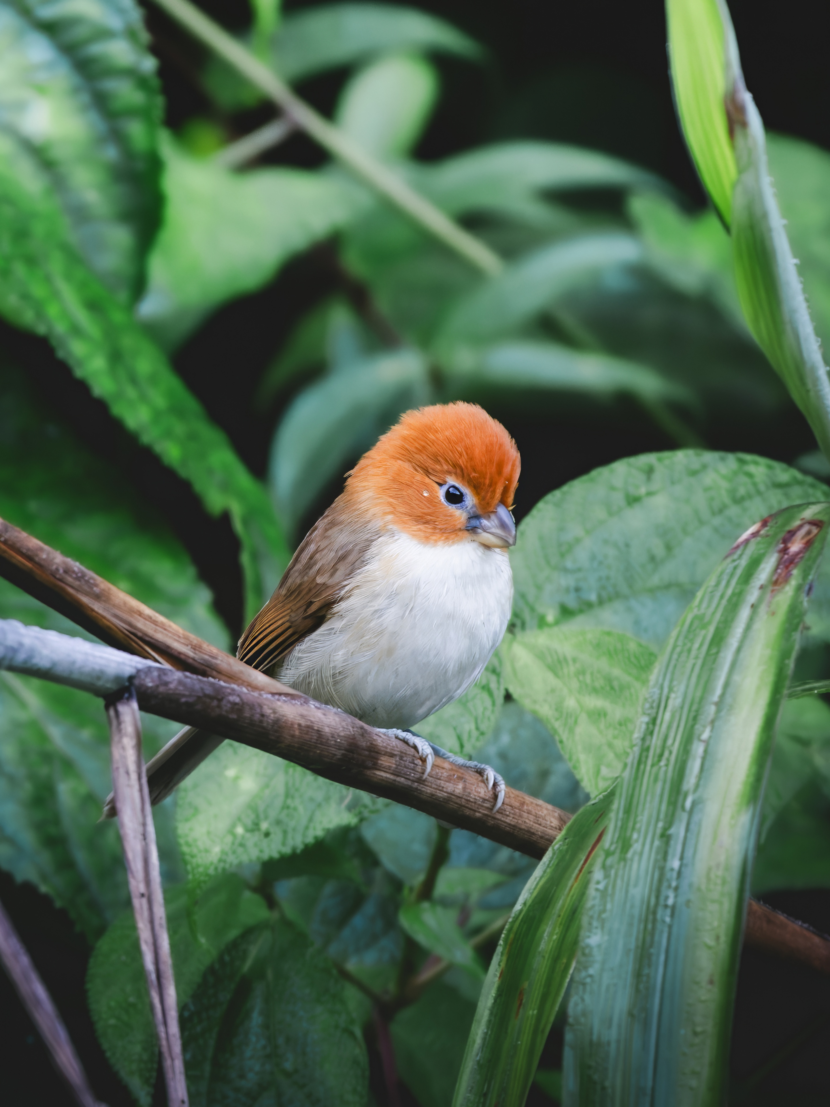 GFX100IIī���У����л���֮�ۣ���׽�ؾ���������