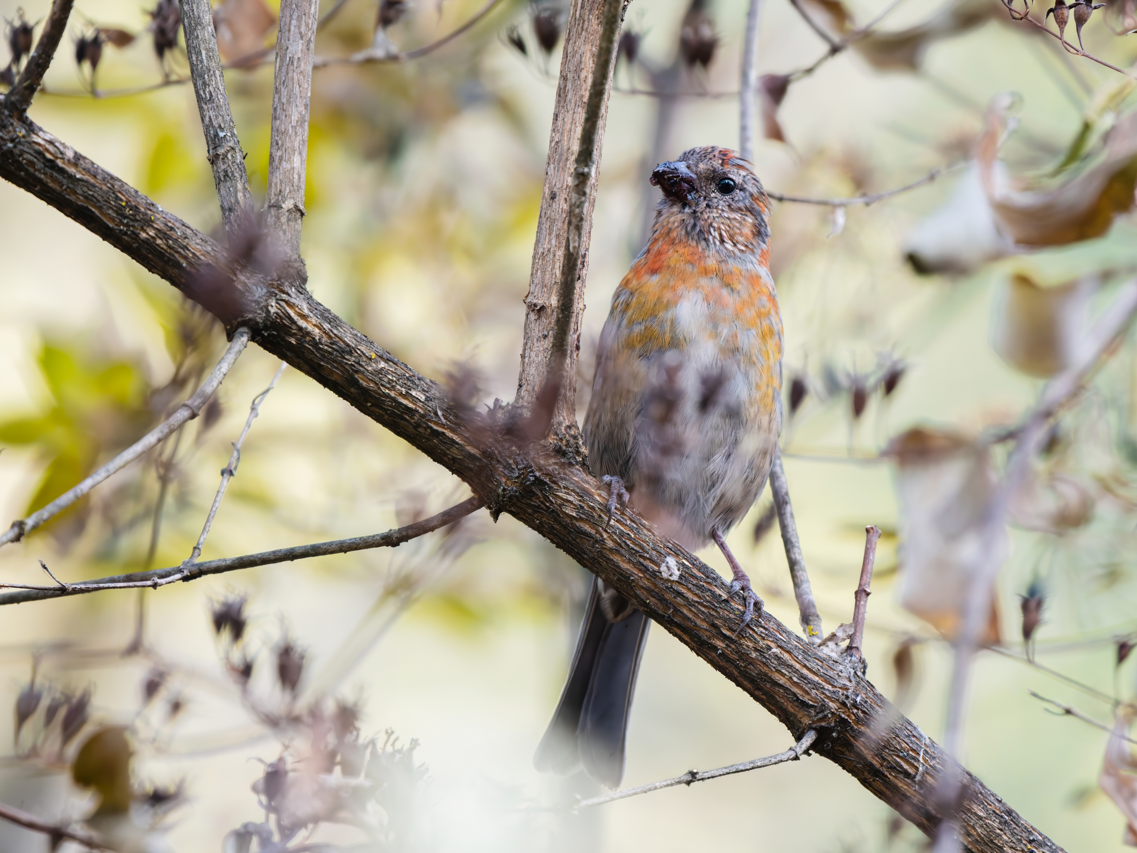 GFX100IIī���У����л���֮�ۣ���׽�ؾ���������