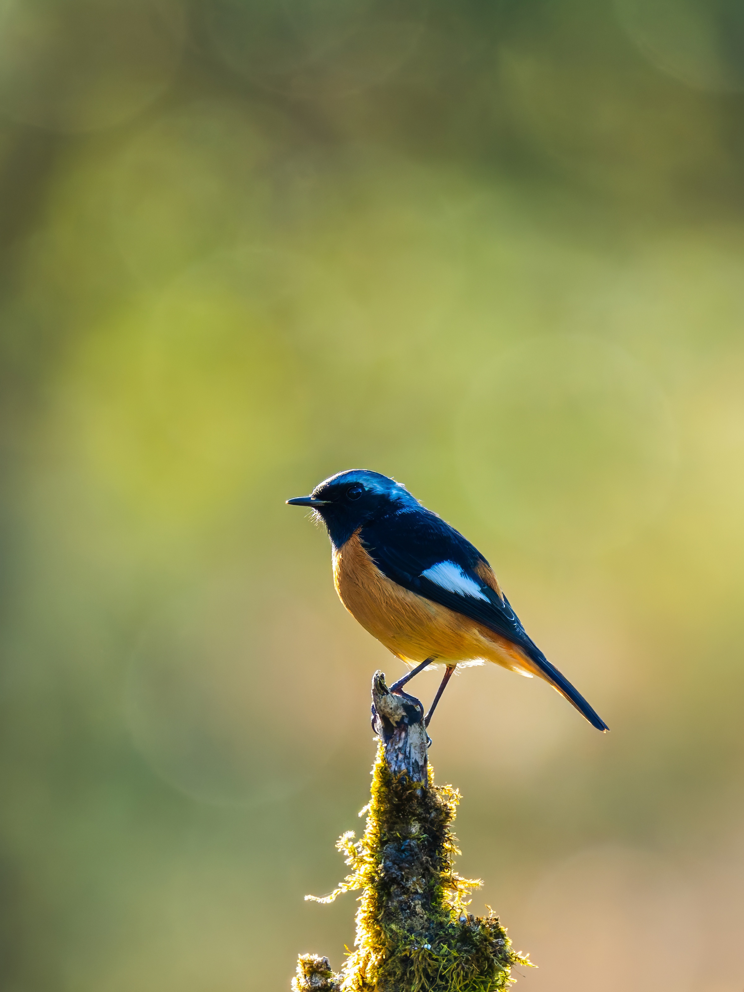 GFX100IIī���У����л���֮�ۣ���׽�ؾ���������