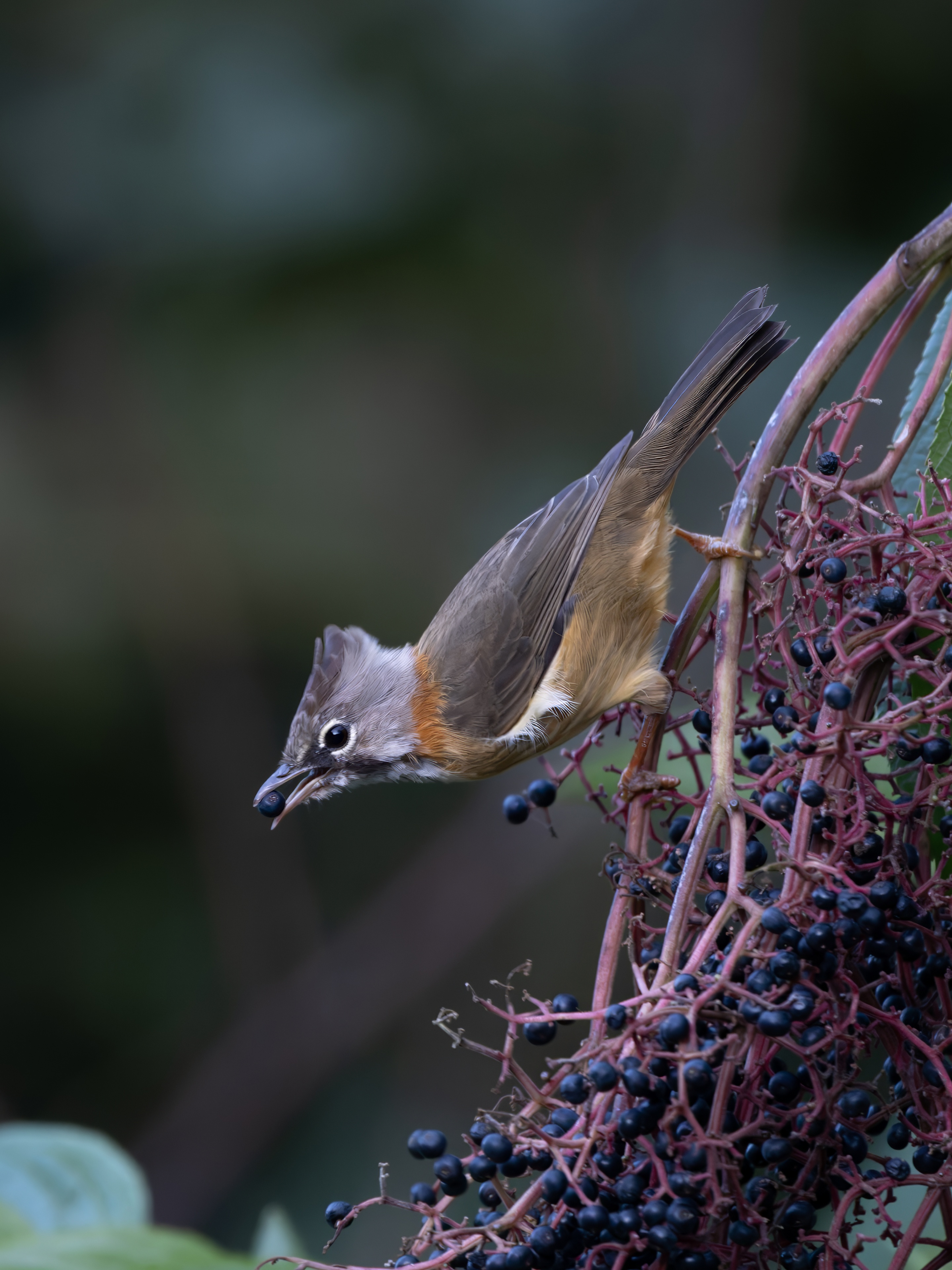 GFX100IIī���У����л���֮�ۣ���׽�ؾ���������