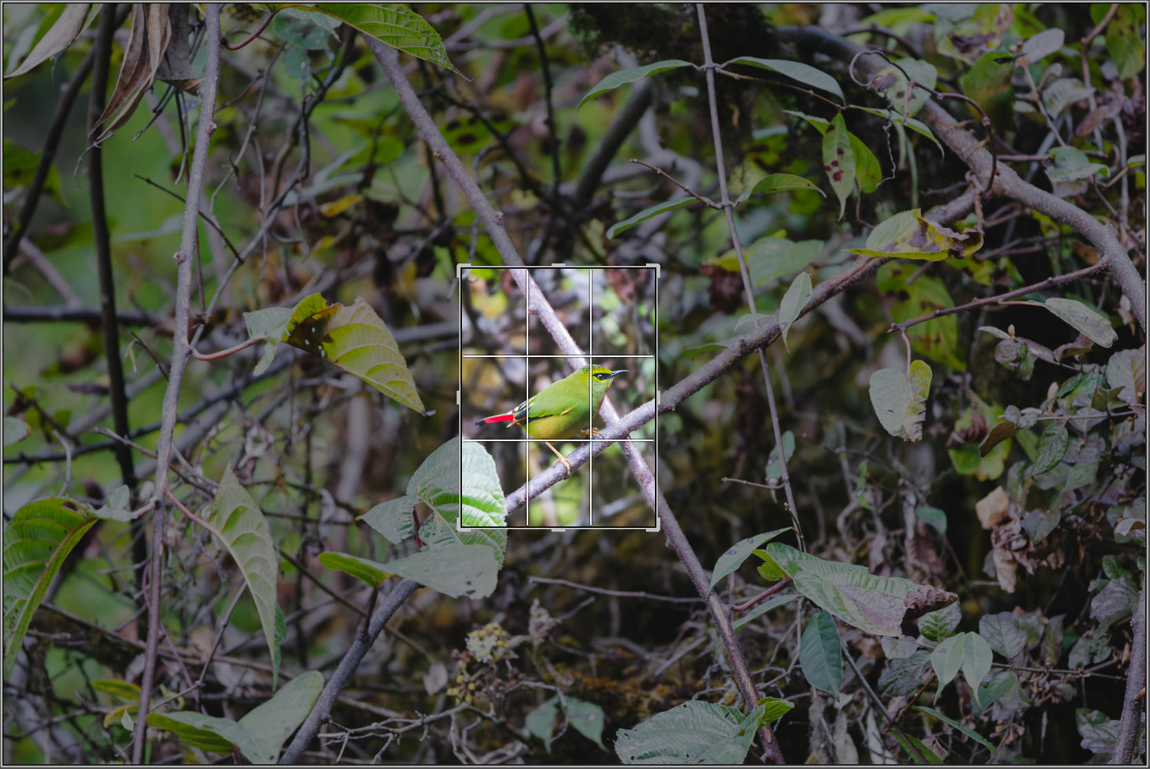 GFX100IIī���У����л���֮�ۣ���׽�ؾ���������