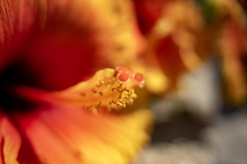 一镜揽尽岭南烟火 腾龙25-200mm G2佛山旅拍实测 一镜揽尽岭南烟火 腾龙25-200mm G2佛山旅拍实测