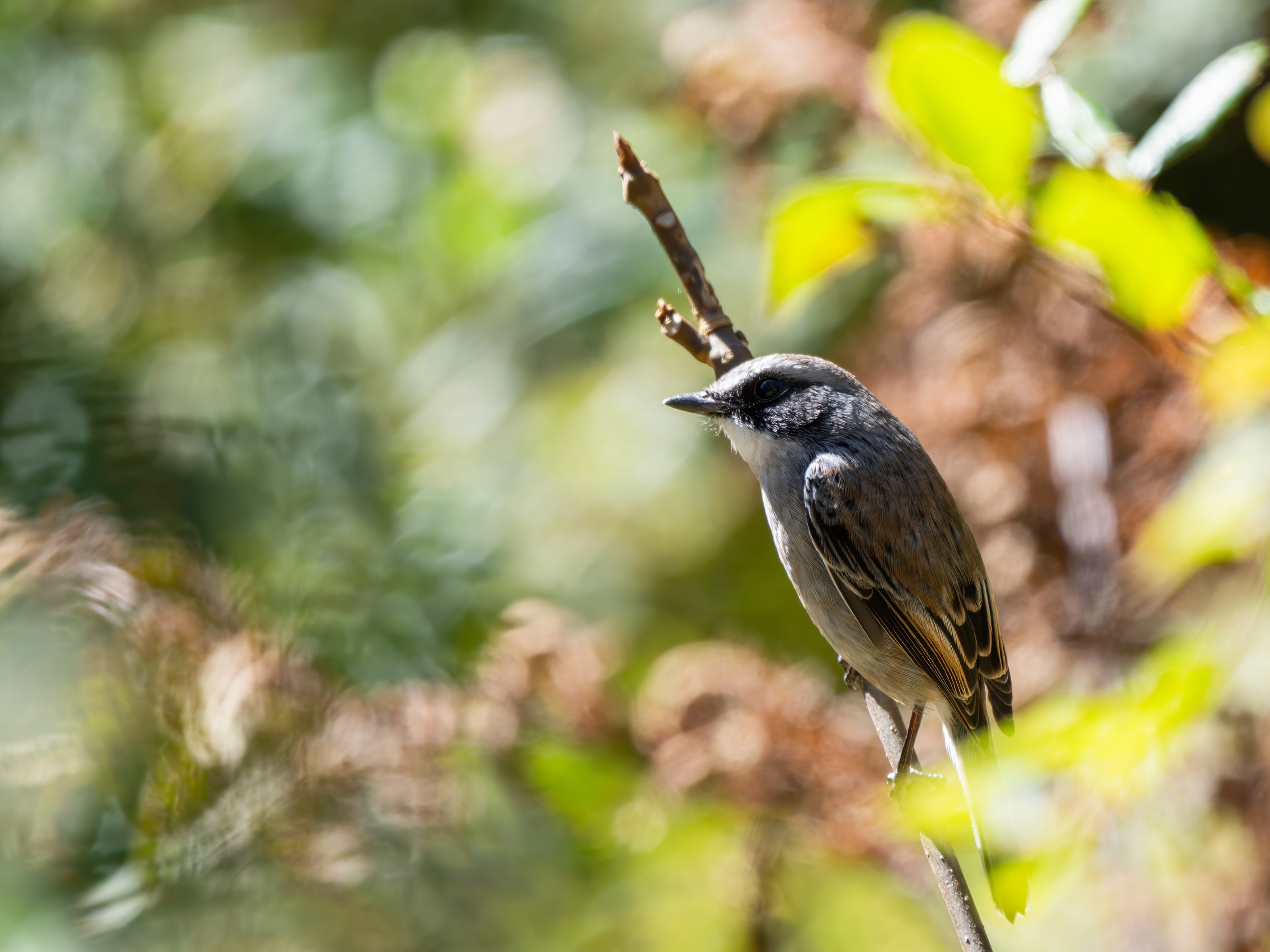 GFX100IIī���У����л���֮�ۣ���׽�ؾ���������