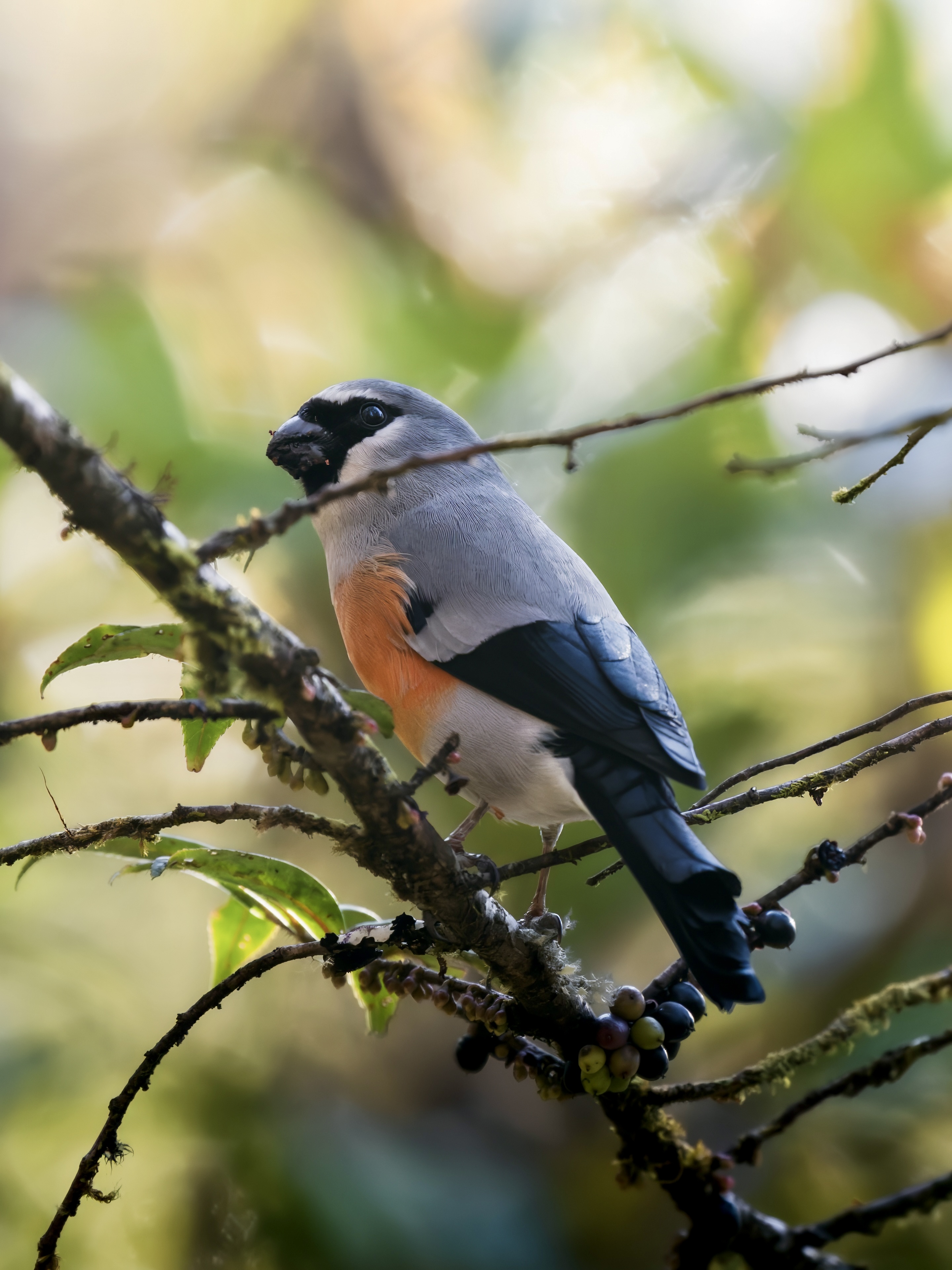 GFX100IIī���У����л���֮�ۣ���׽�ؾ���������