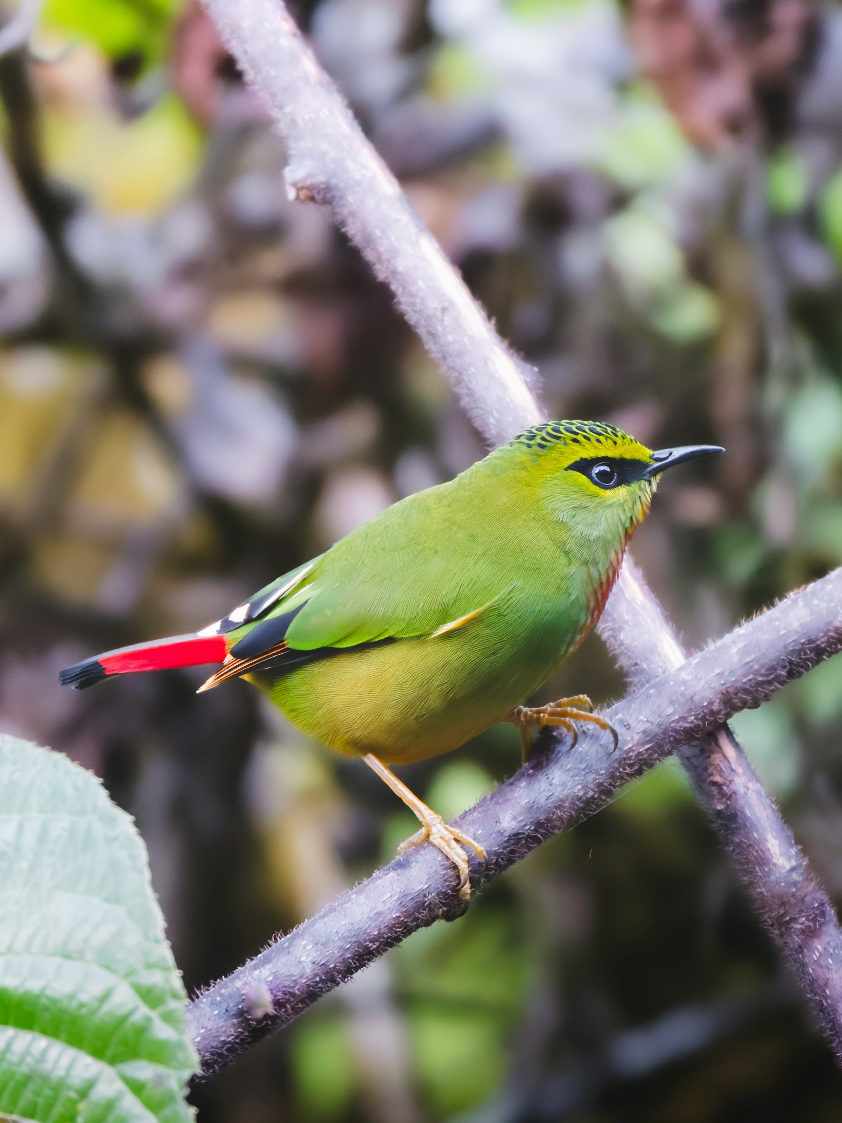 GFX100IIī���У����л���֮�ۣ���׽�ؾ���������