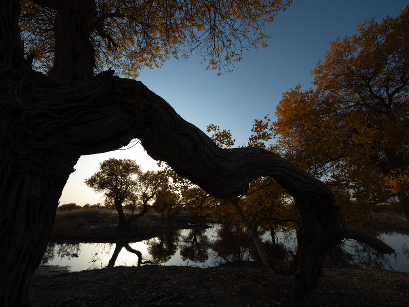 南疆寻秋--以亿级像素与16bit色深刻画南疆的雪山、沙漠与胡杨 南疆寻秋--以亿级像素与16bit色深刻画南疆的雪山、沙漠与胡杨