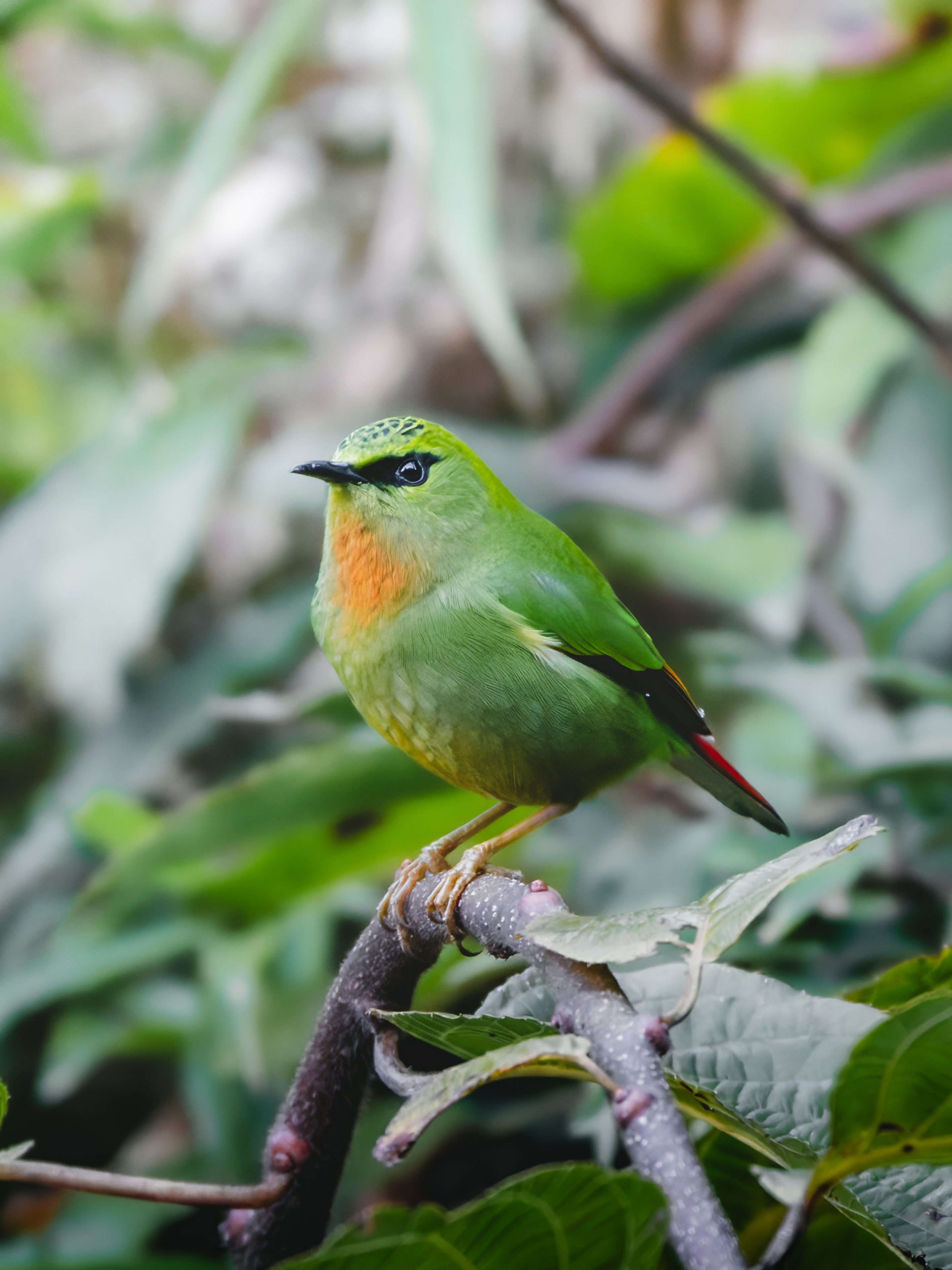 GFX100IIī���У����л���֮�ۣ���׽�ؾ���������