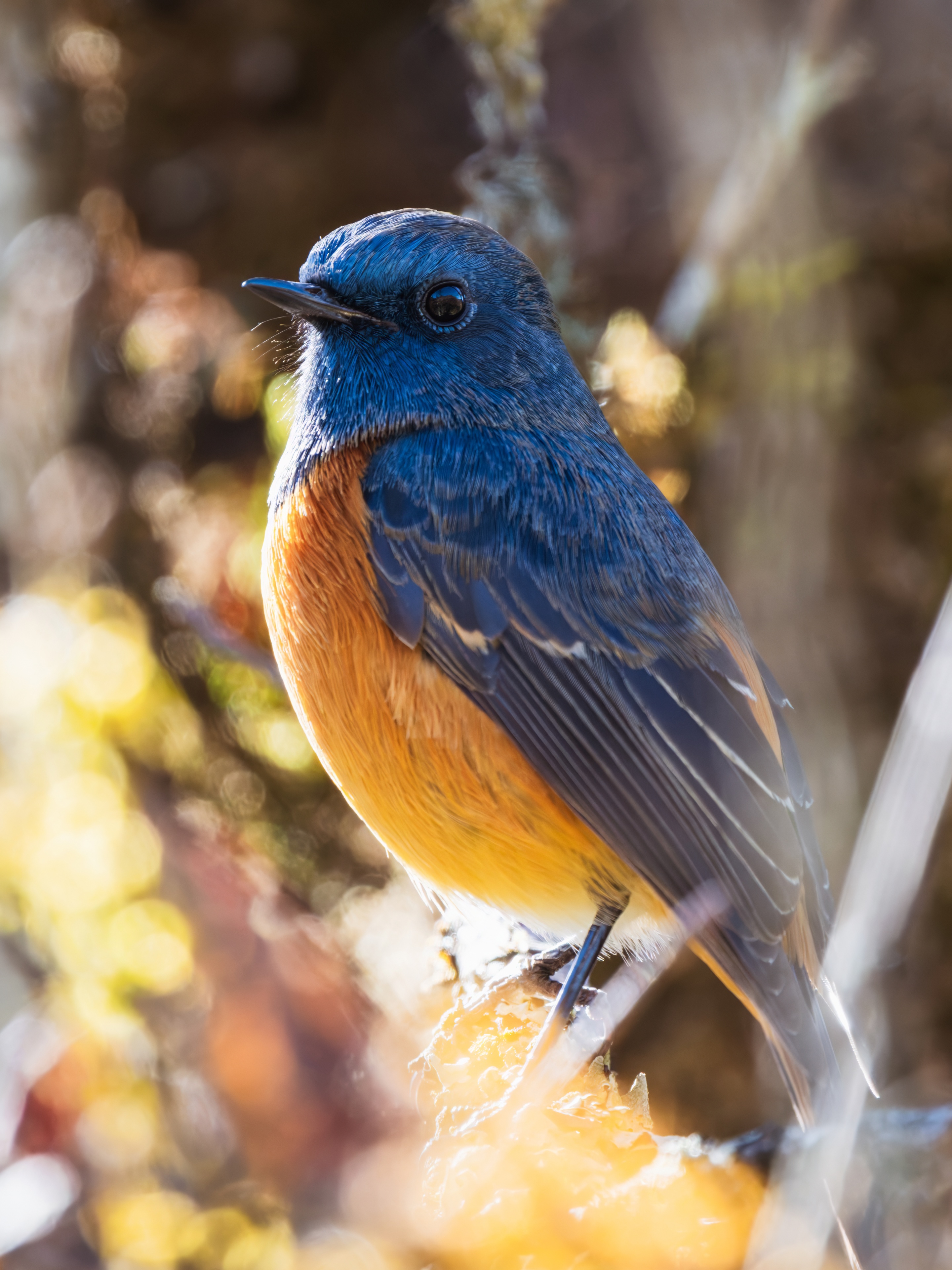 GFX100IIī���У����л���֮�ۣ���׽�ؾ���������