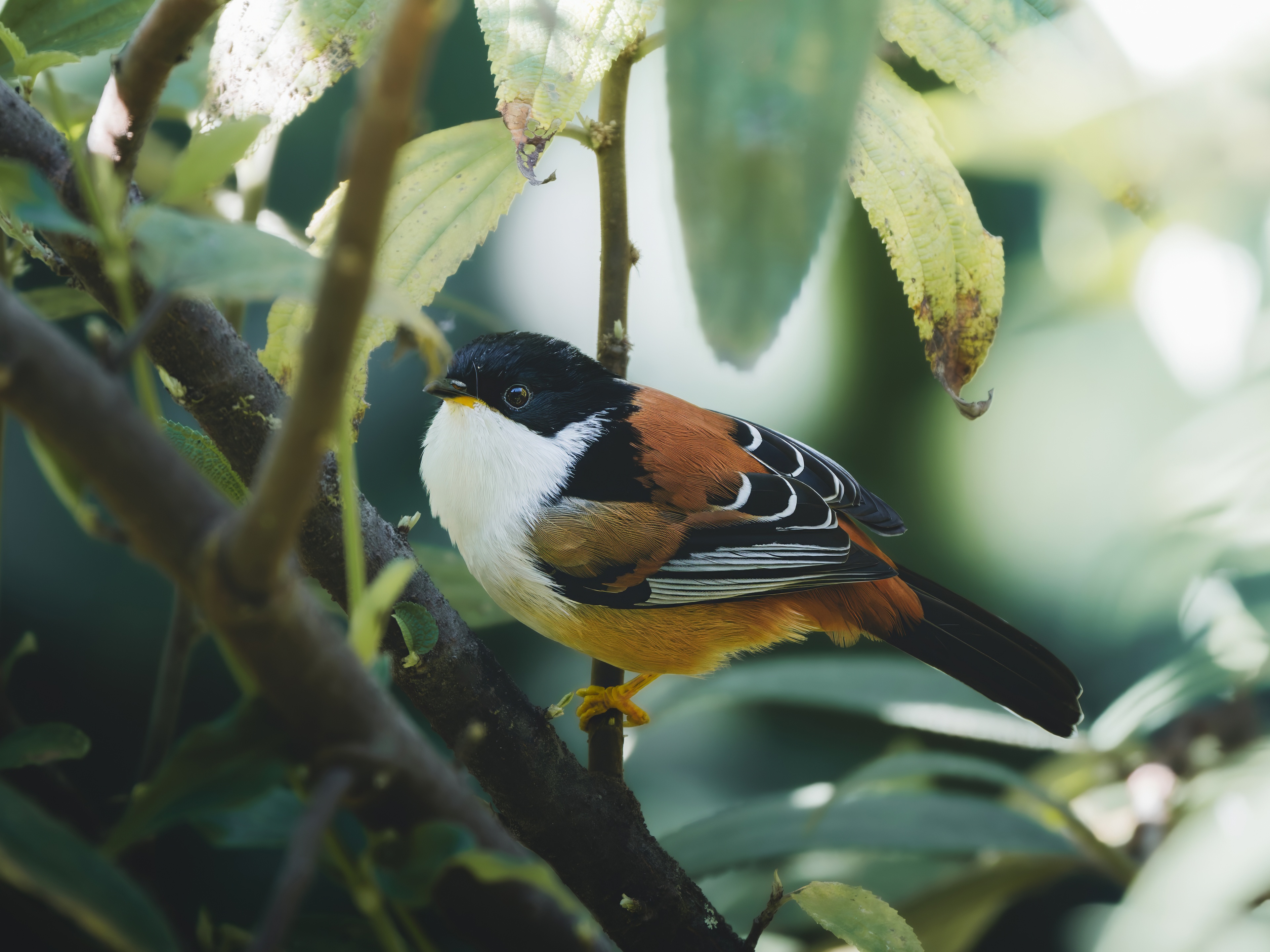 GFX100IIī���У����л���֮�ۣ���׽�ؾ���������