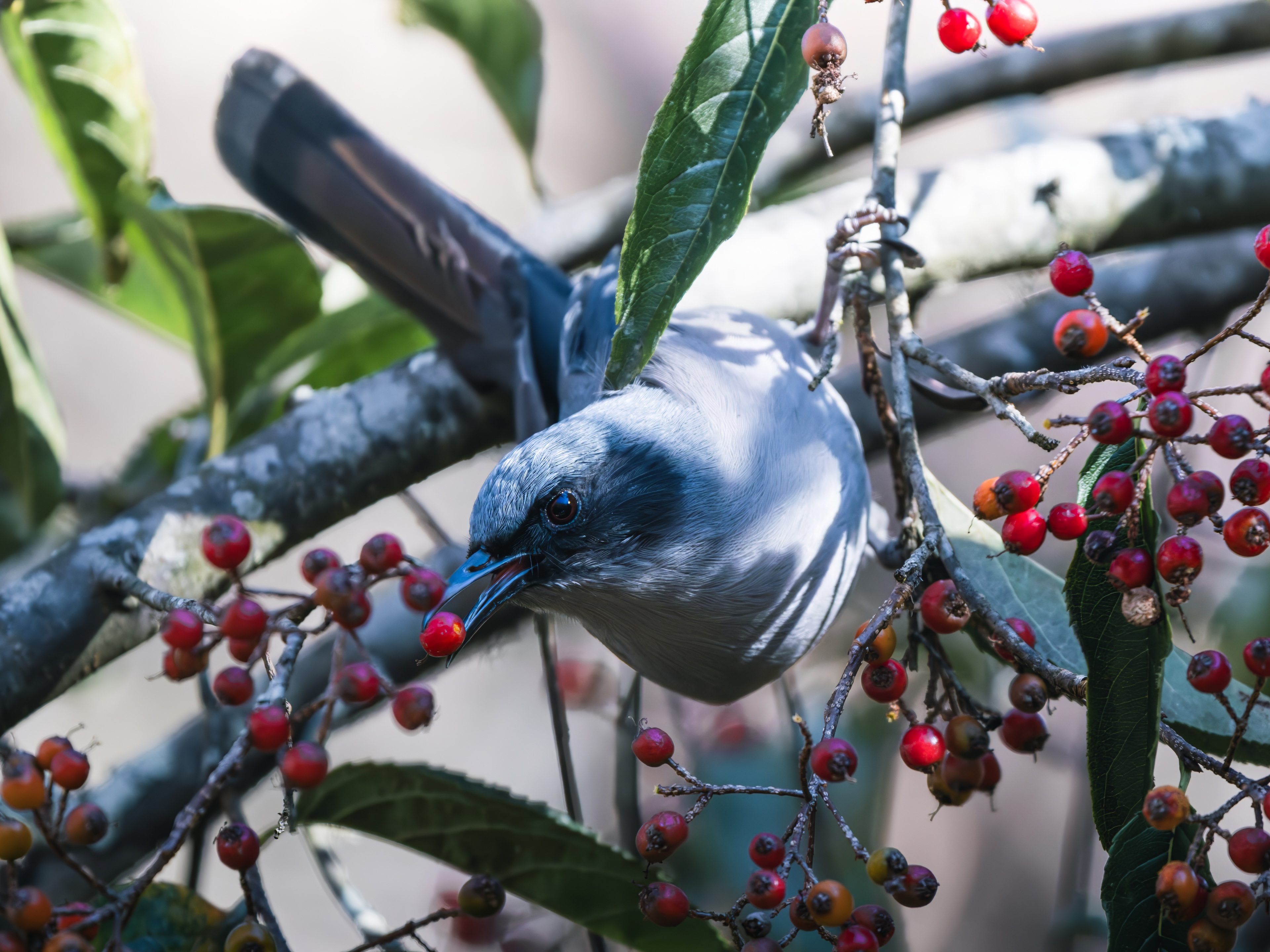 GFX100IIī���У����л���֮�ۣ���׽�ؾ���������