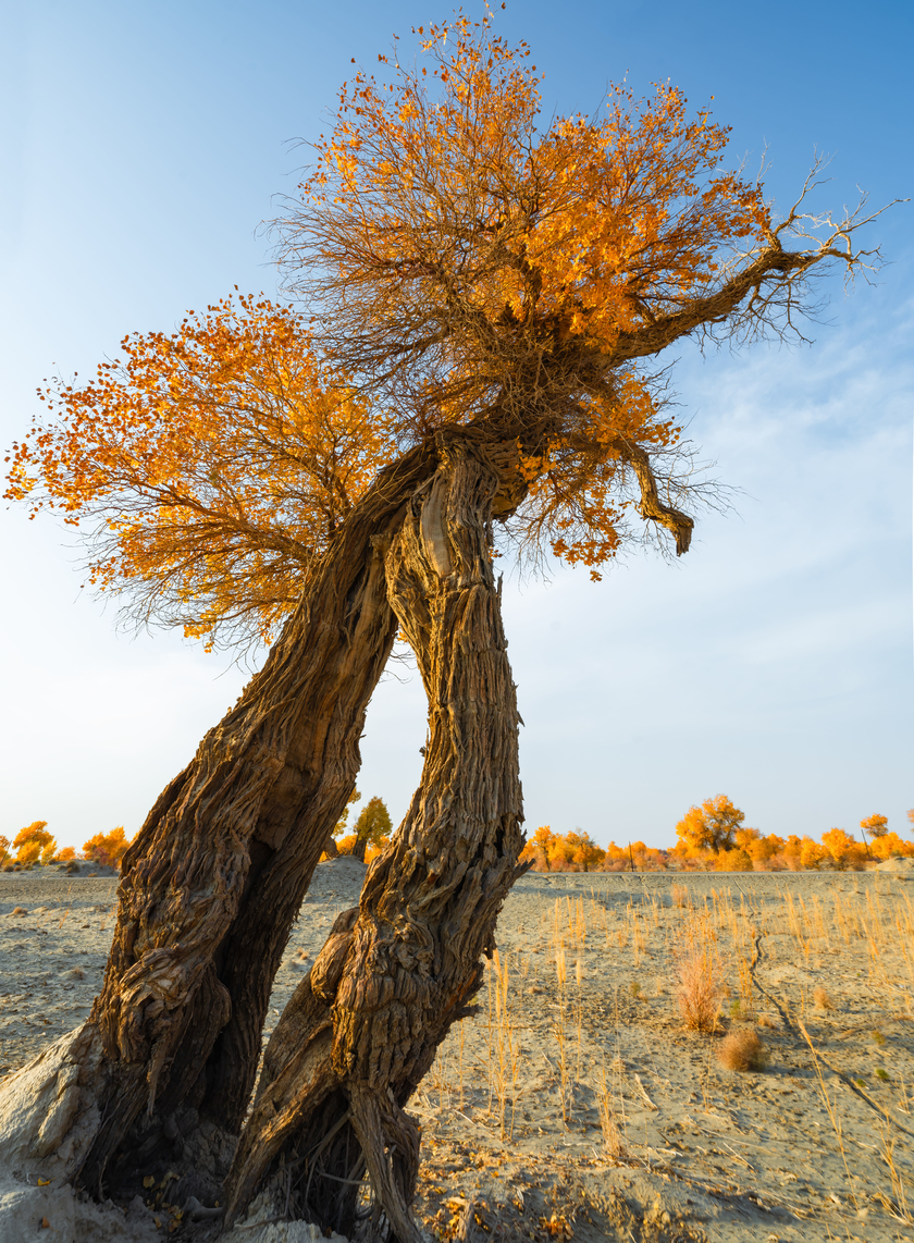南疆寻秋--以亿级像素与16bit色深刻画南疆的雪山、沙漠与胡杨 南疆寻秋--以亿级像素与16bit色深刻画南疆的雪山、沙漠与胡杨