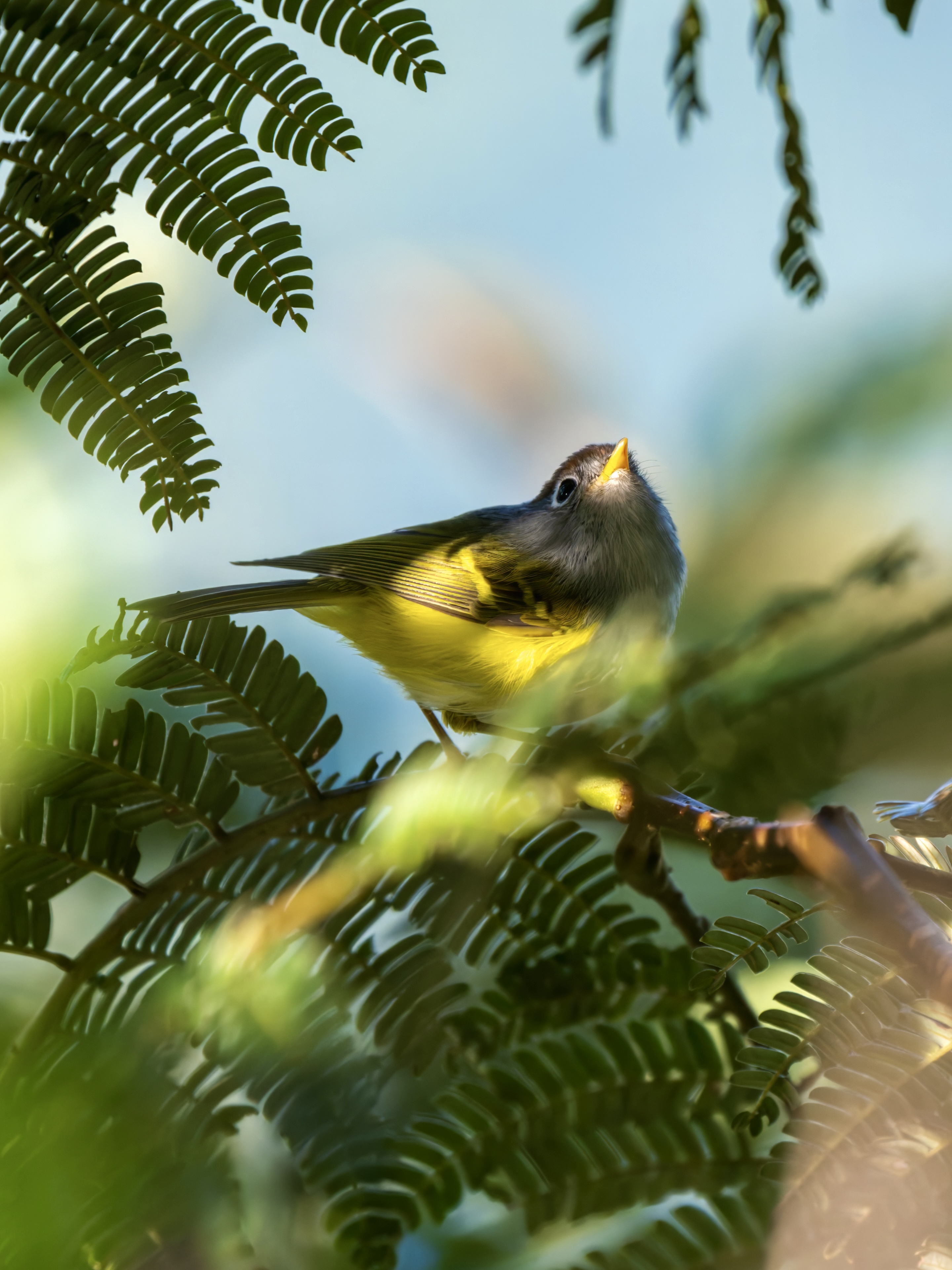 GFX100IIī���У����л���֮�ۣ���׽�ؾ���������