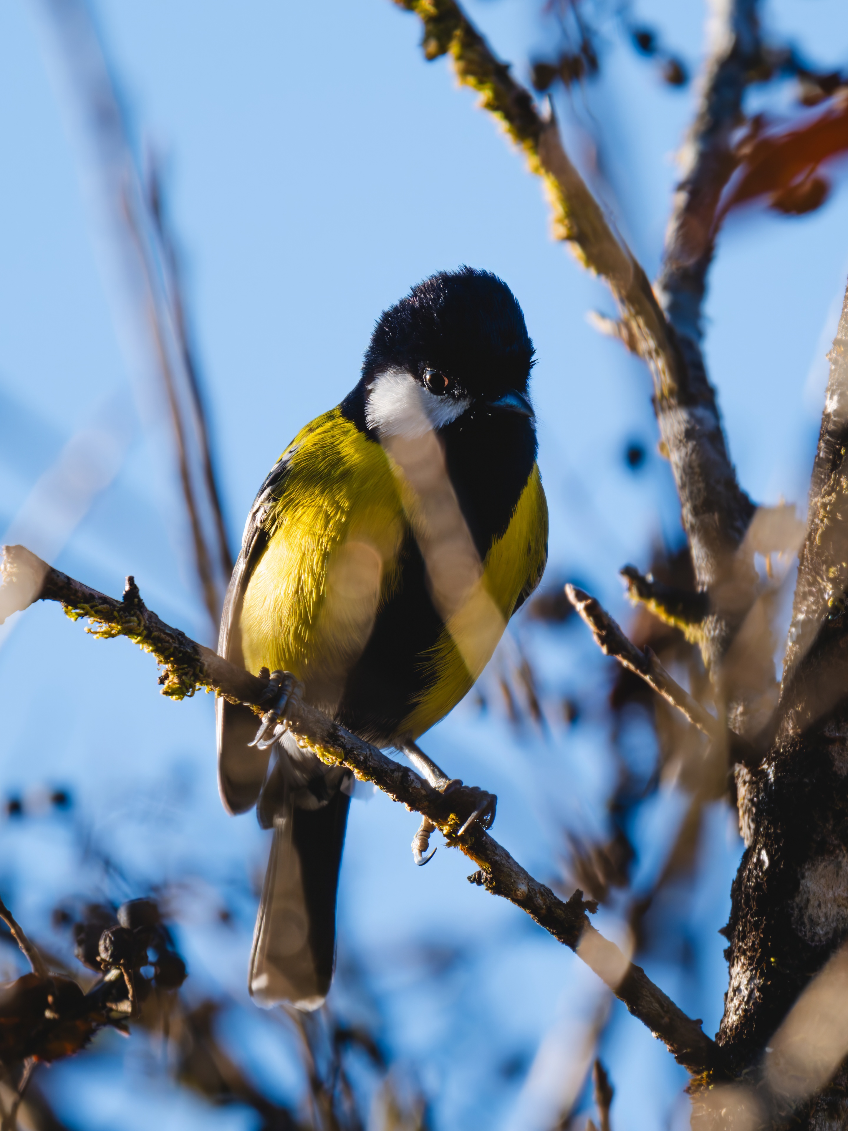 GFX100IIī���У����л���֮�ۣ���׽�ؾ���������