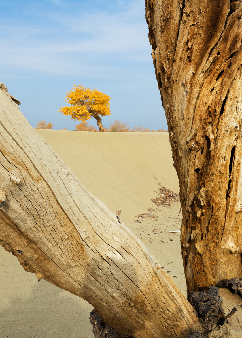 南疆寻秋--以亿级像素与16bit色深刻画南疆的雪山、沙漠与胡杨 南疆寻秋--以亿级像素与16bit色深刻画南疆的雪山、沙漠与胡杨