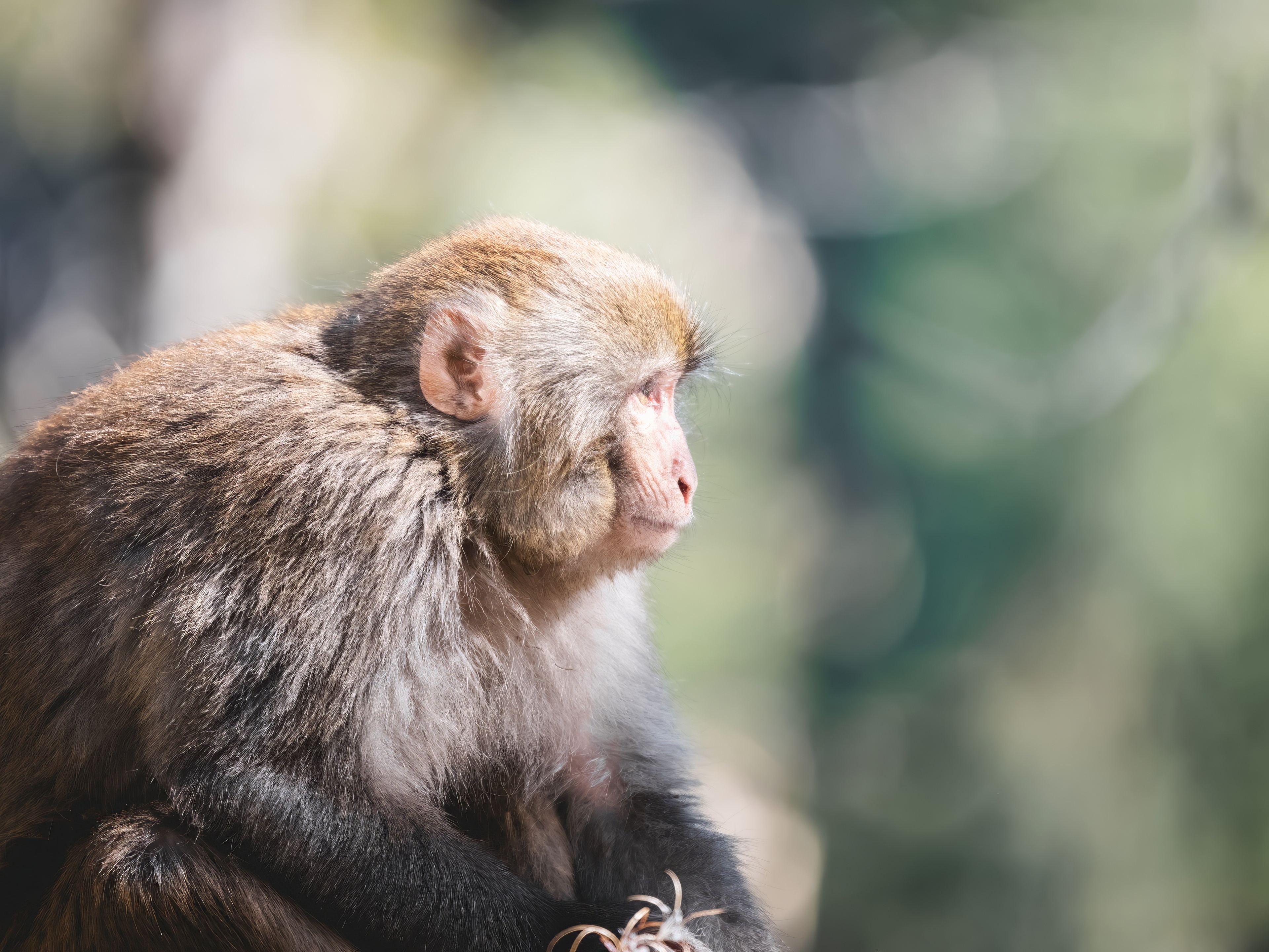 GFX100IIī���У����л���֮�ۣ���׽�ؾ���������