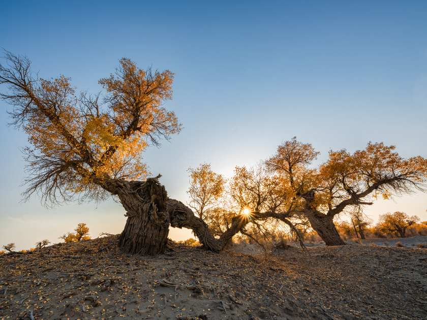 南疆寻秋--以亿级像素与16bit色深刻画南疆的雪山、沙漠与胡杨 南疆寻秋--以亿级像素与16bit色深刻画南疆的雪山、沙漠与胡杨