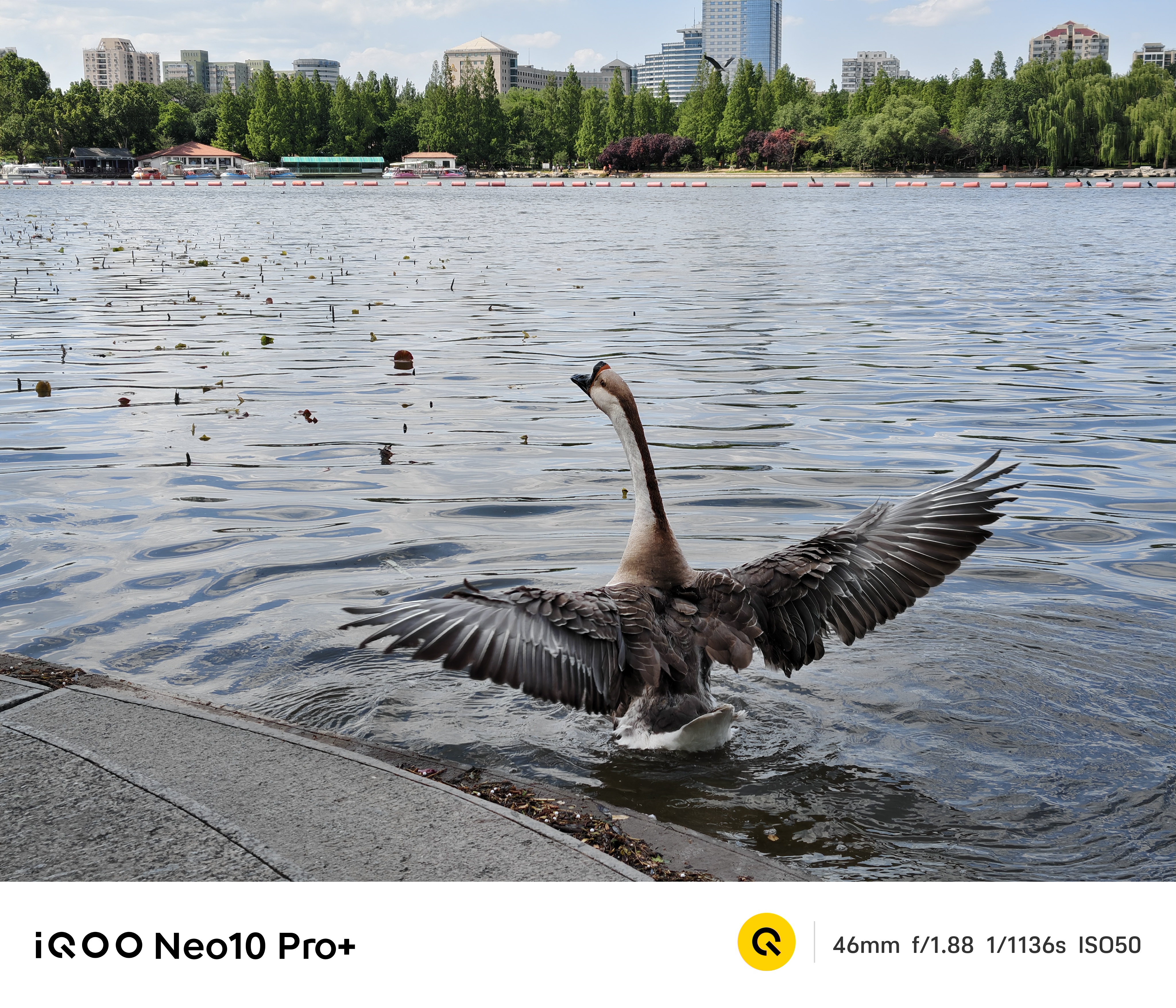  8 ˫о+2Kӳ iQOO Neo10 Pro+