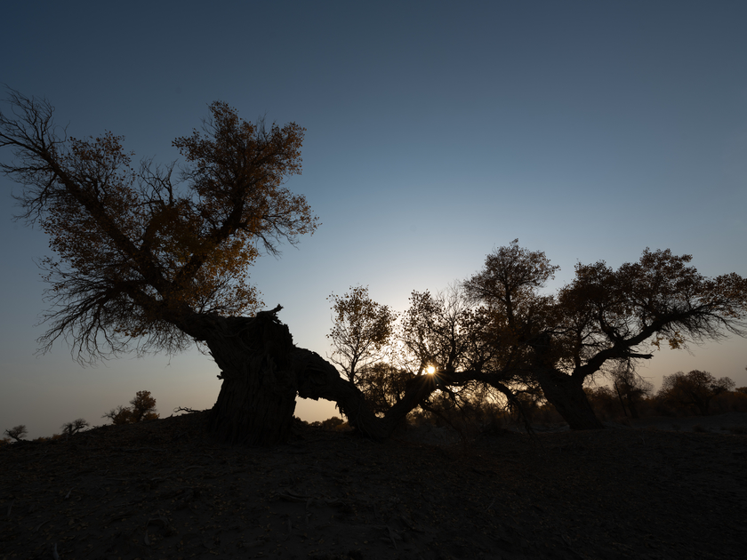 南疆寻秋--以亿级像素与16bit色深刻画南疆的雪山、沙漠与胡杨 南疆寻秋--以亿级像素与16bit色深刻画南疆的雪山、沙漠与胡杨
