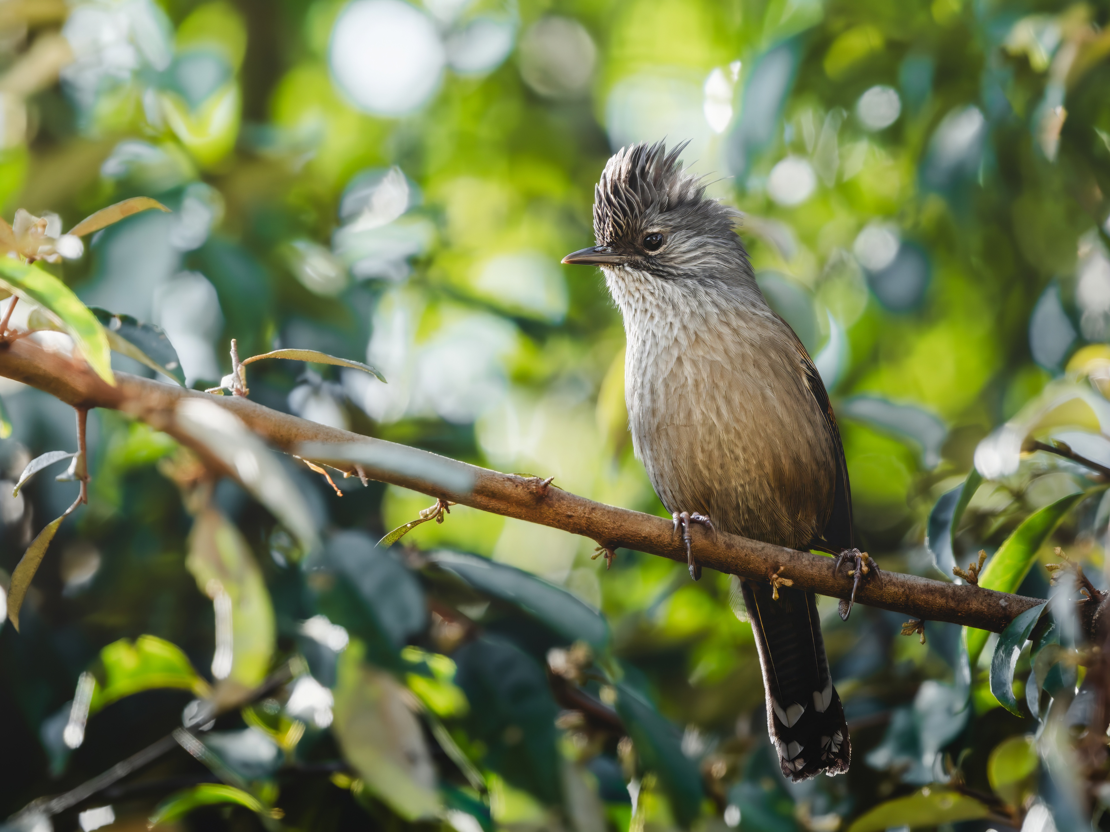 GFX100IIī���У����л���֮�ۣ���׽�ؾ���������