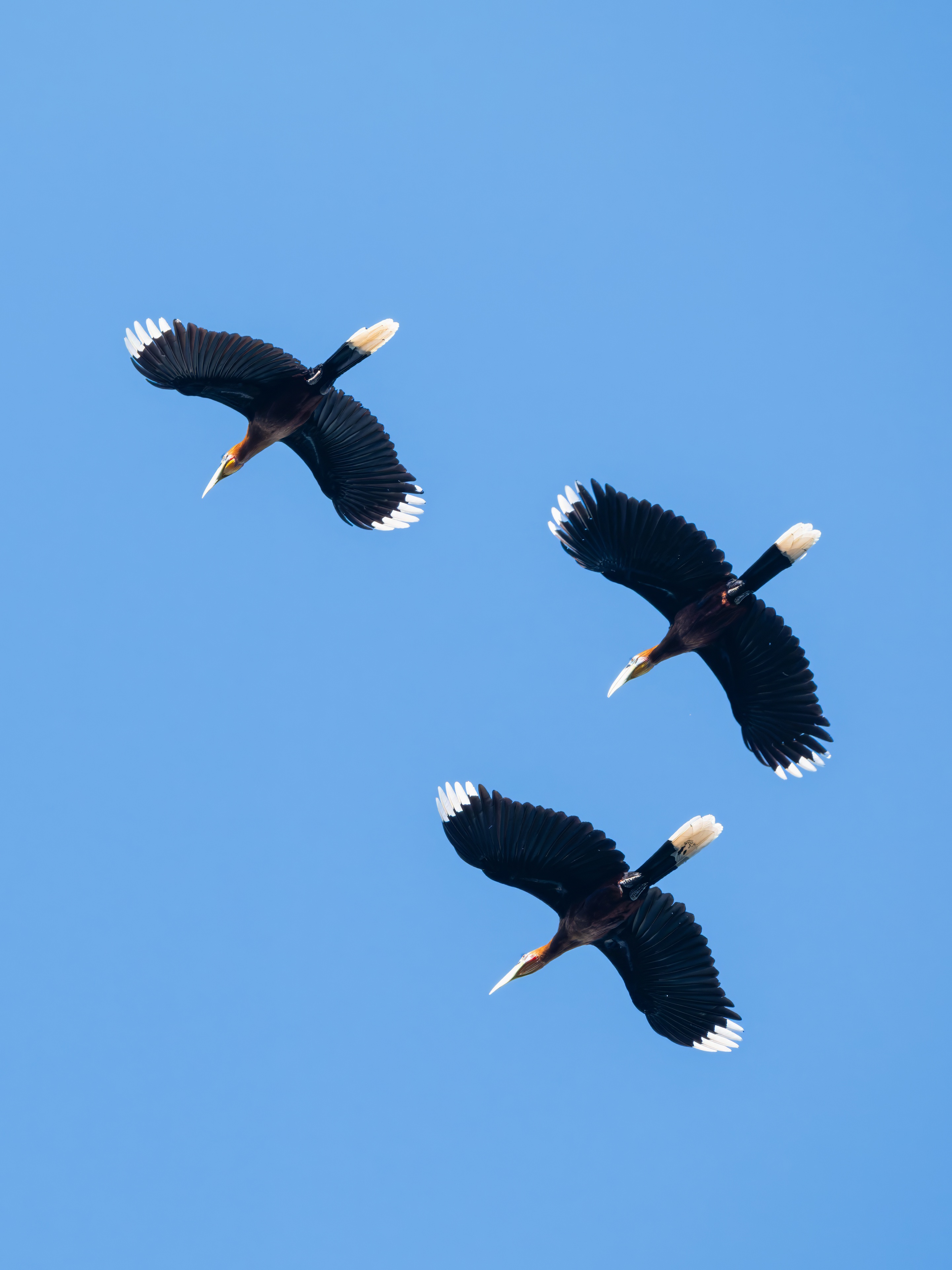 GFX100IIī���У����л���֮�ۣ���׽�ؾ���������