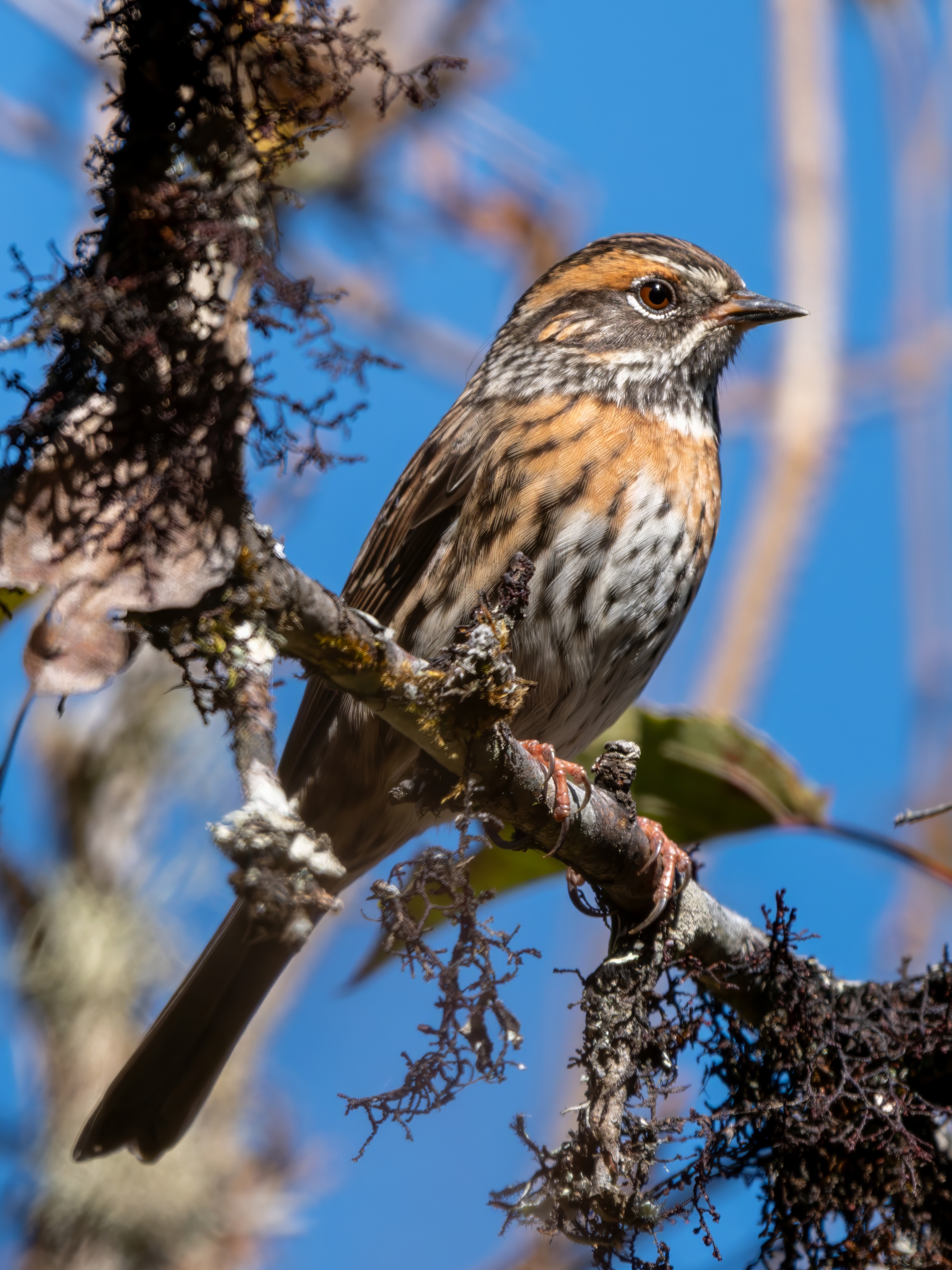 GFX100IIī���У����л���֮�ۣ���׽�ؾ���������