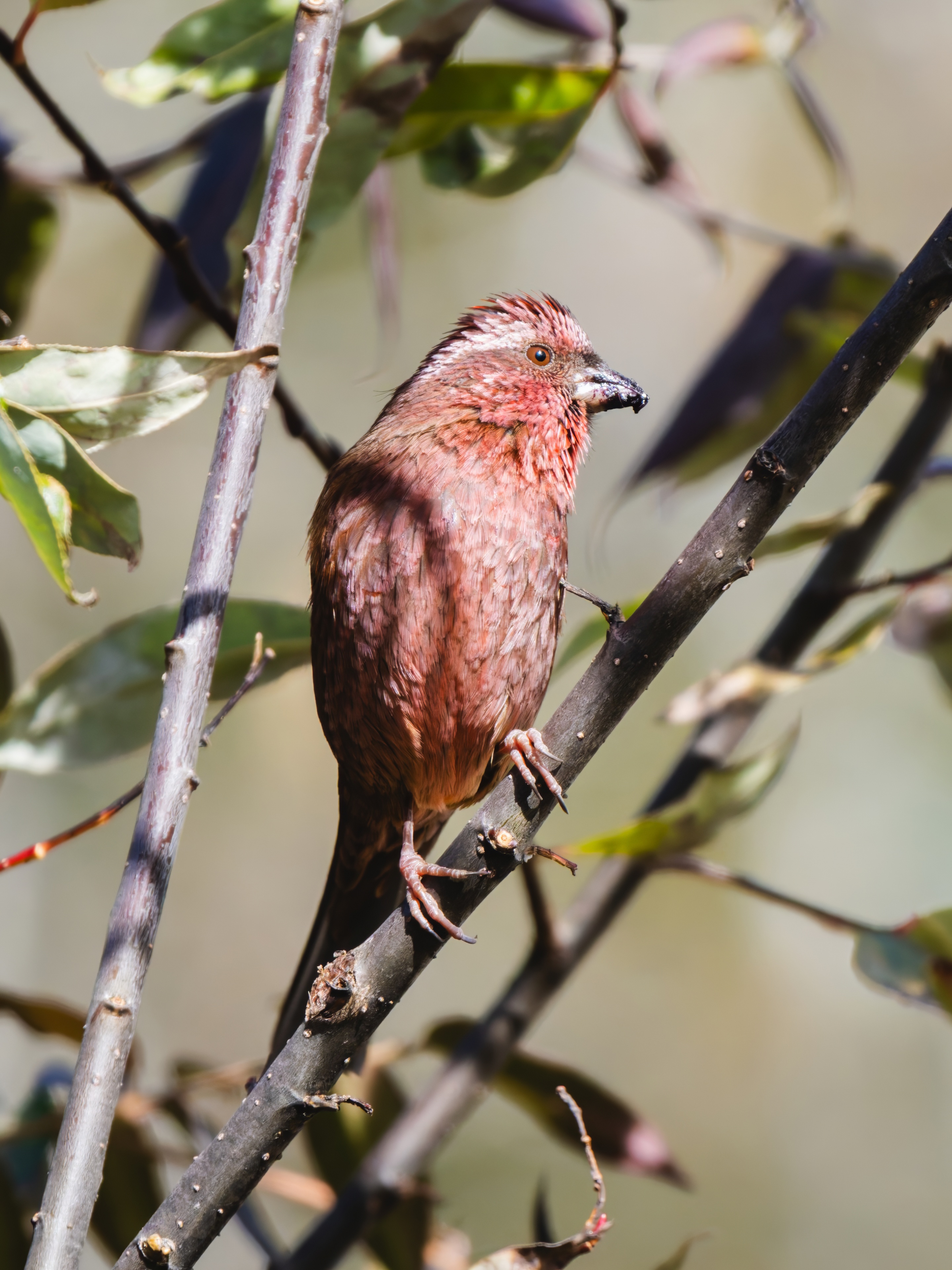 GFX100IIī���У����л���֮�ۣ���׽�ؾ���������