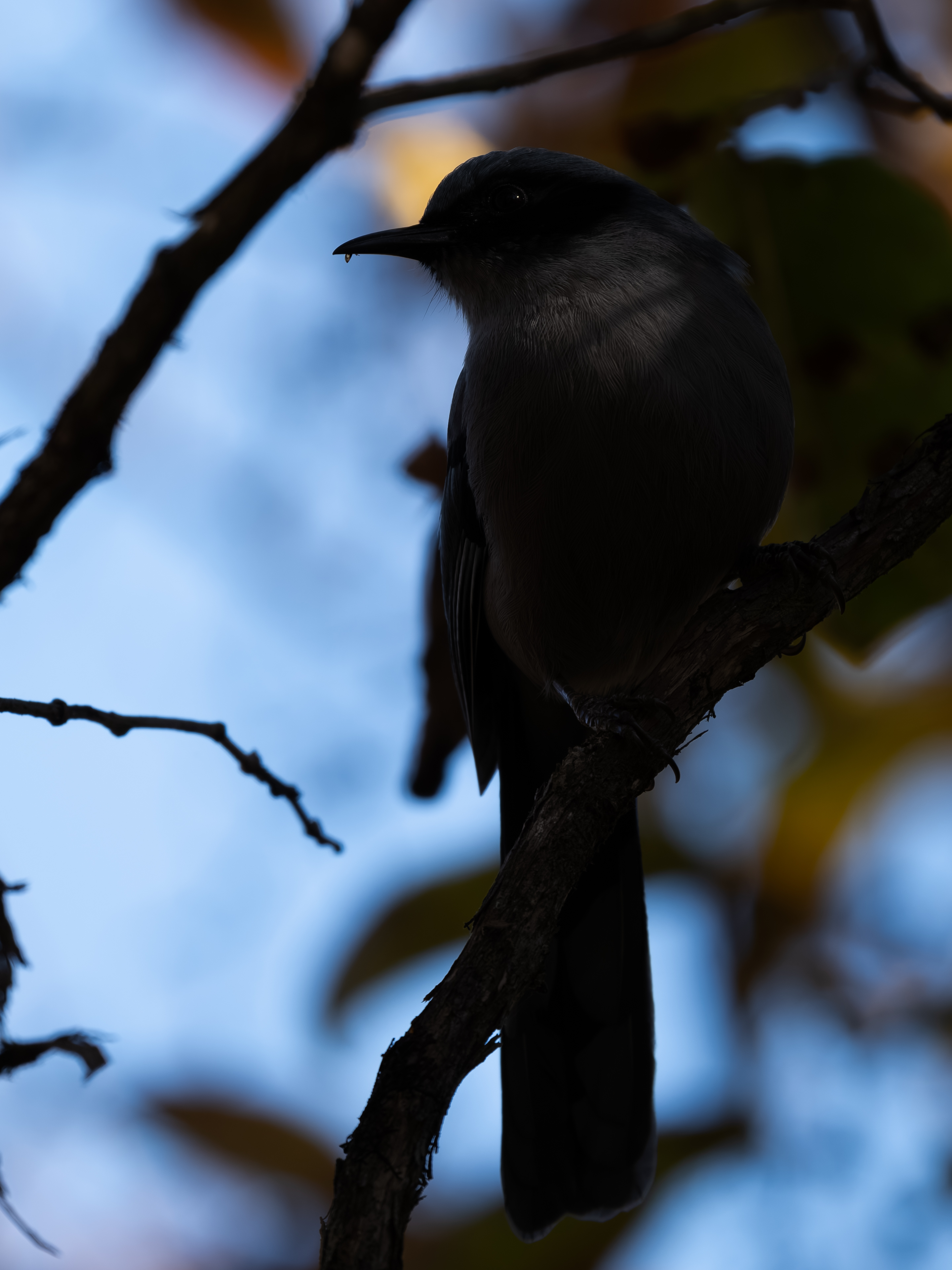 GFX100IIī���У����л���֮�ۣ���׽�ؾ���������