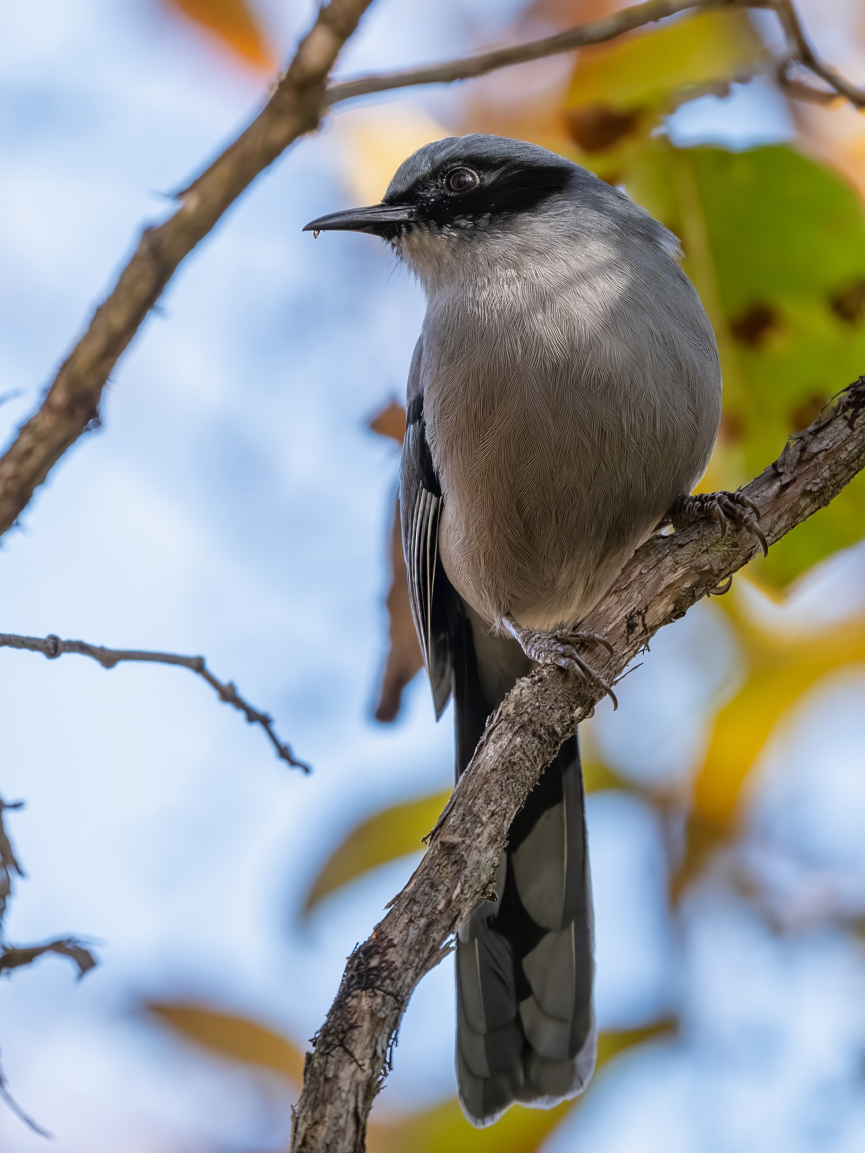 GFX100IIī���У����л���֮�ۣ���׽�ؾ���������