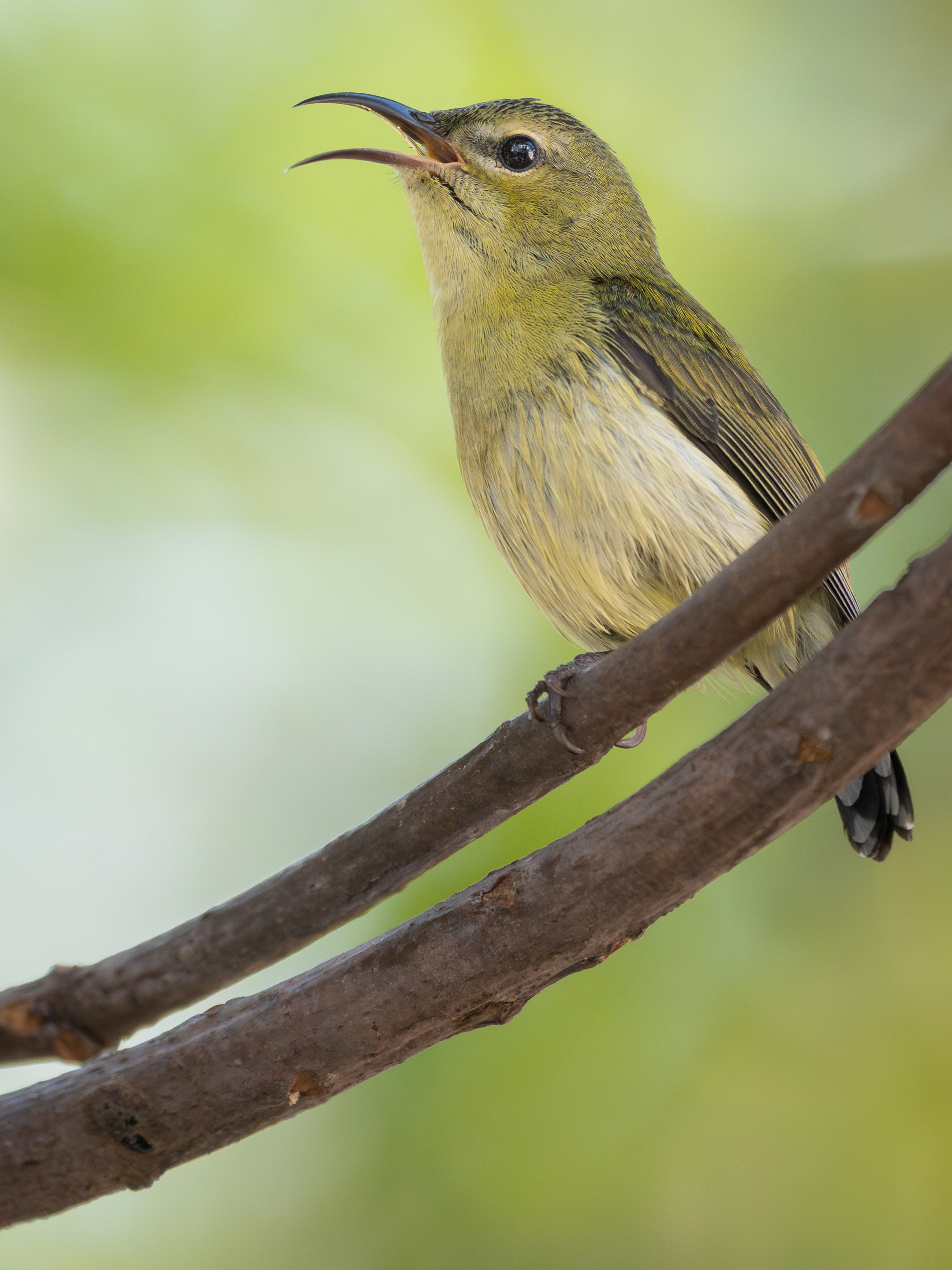 ��ʿGFX1OOII���������۶������ǧ��֮Լ