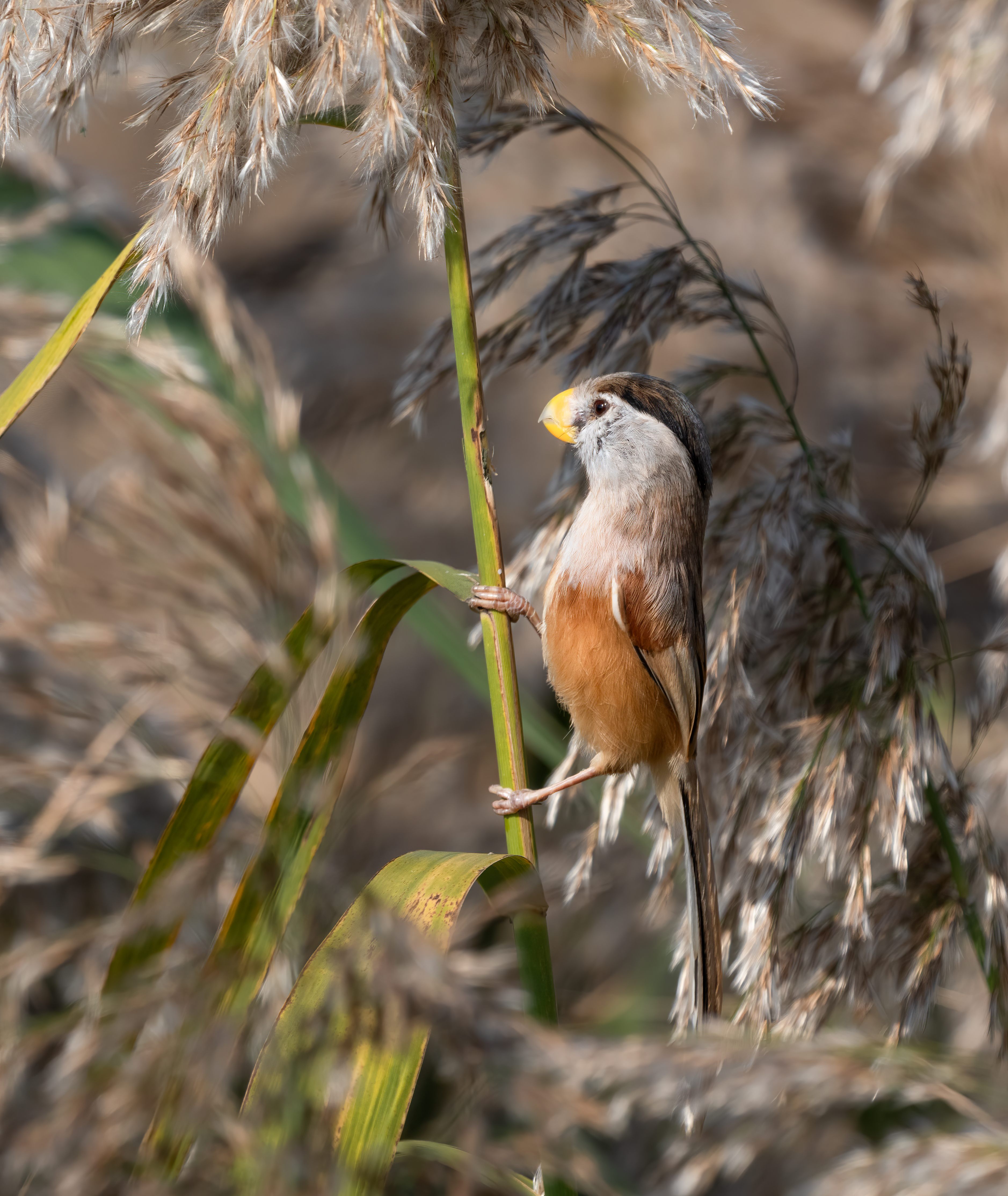 ��ʿGFX100 II�л��� ������̬��Ӱ����