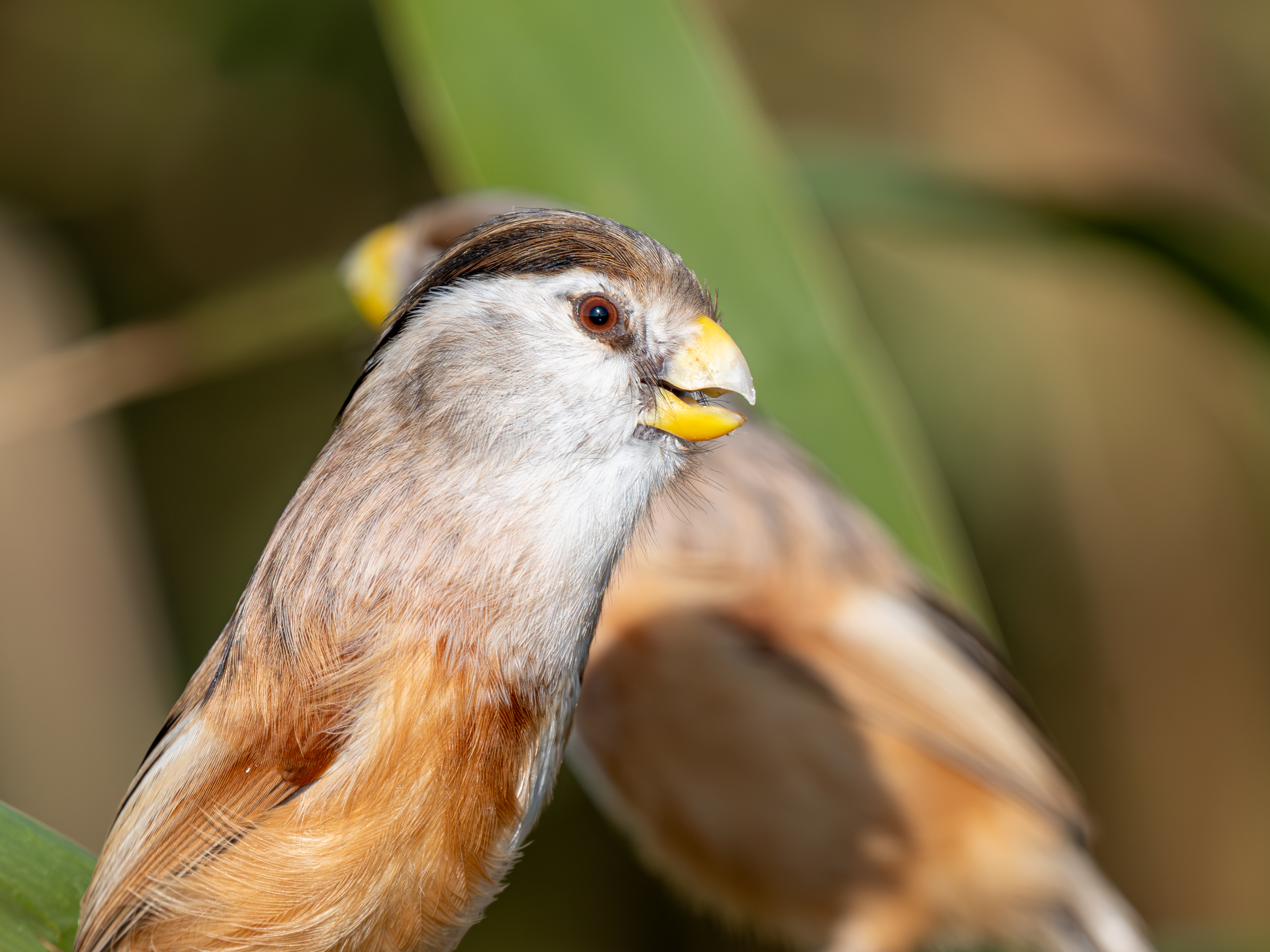 ��ʿGFX100 II�л��� ������̬��Ӱ����