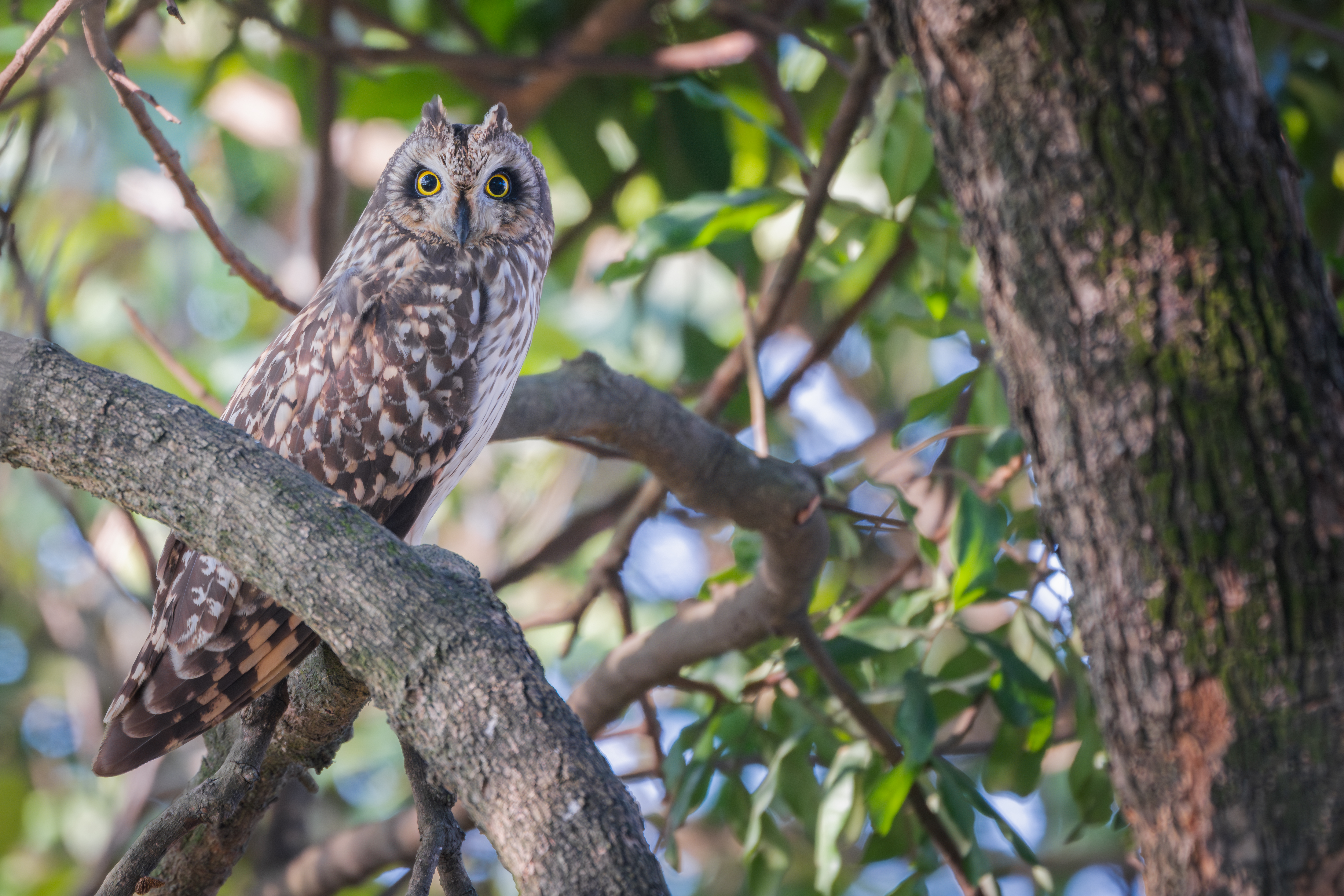 ��ʿGFX1OOII���������۶������ǧ��֮Լ