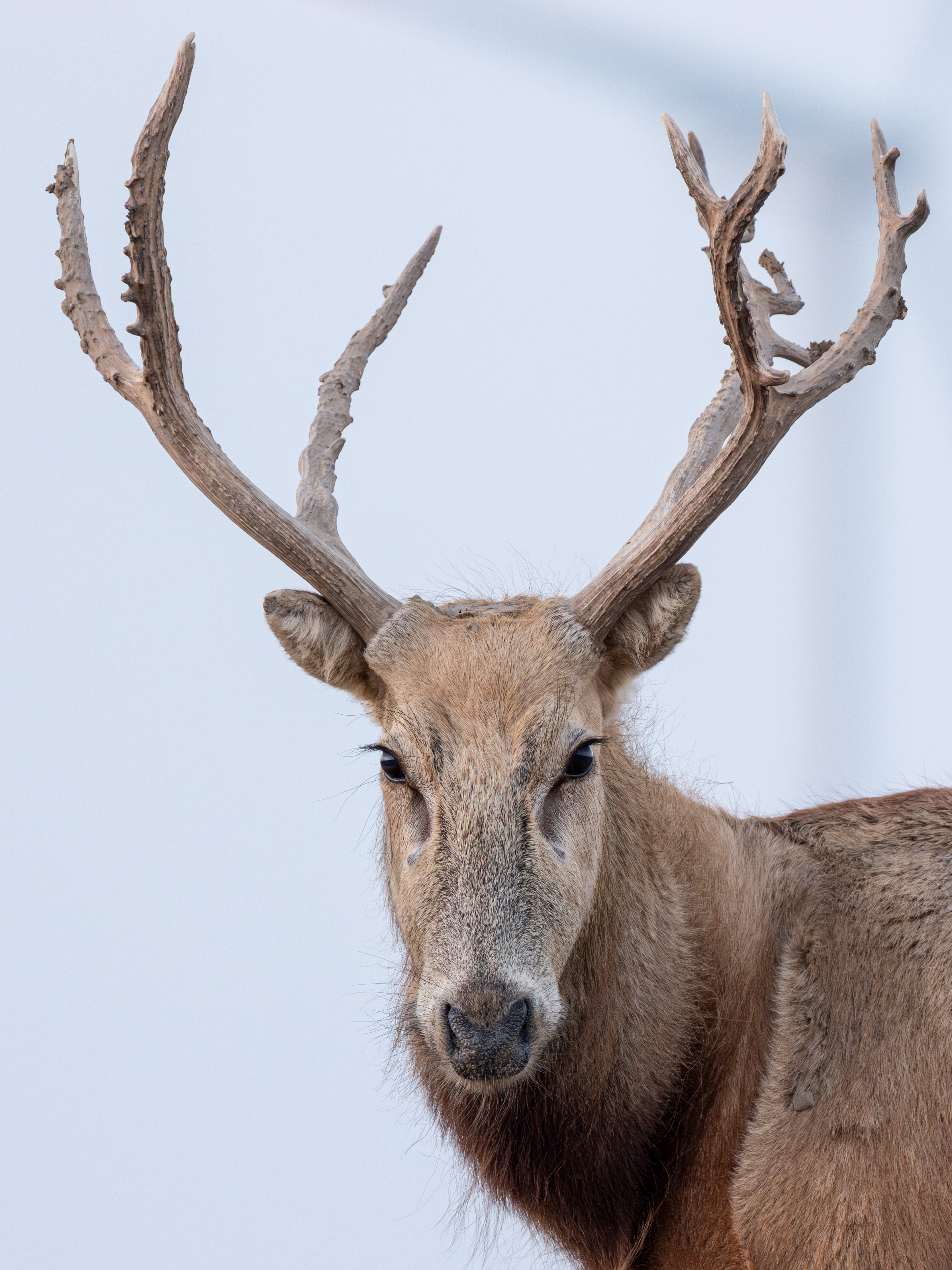 ��ʿGFX100 II�л��� ������̬��Ӱ����