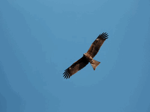 ��ʿGFX100 II�л��� ������̬��Ӱ����