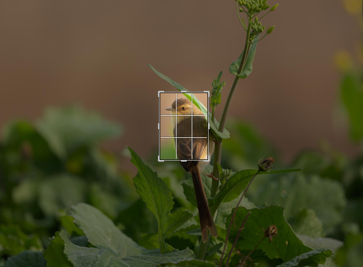 ��ʿGFX1OOII���������۶������ǧ��֮Լ