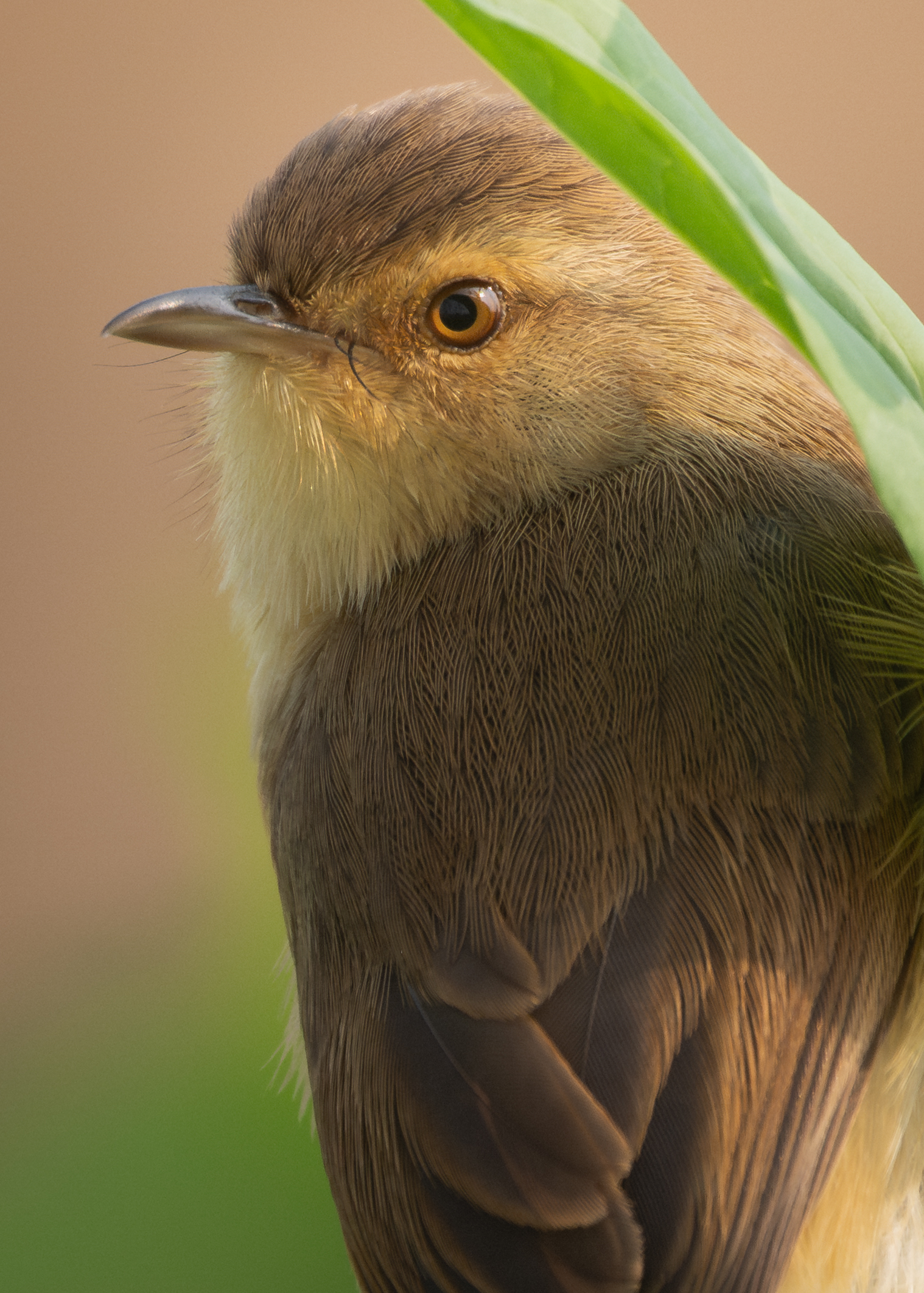 ��ʿGFX1OOII���������۶������ǧ��֮Լ