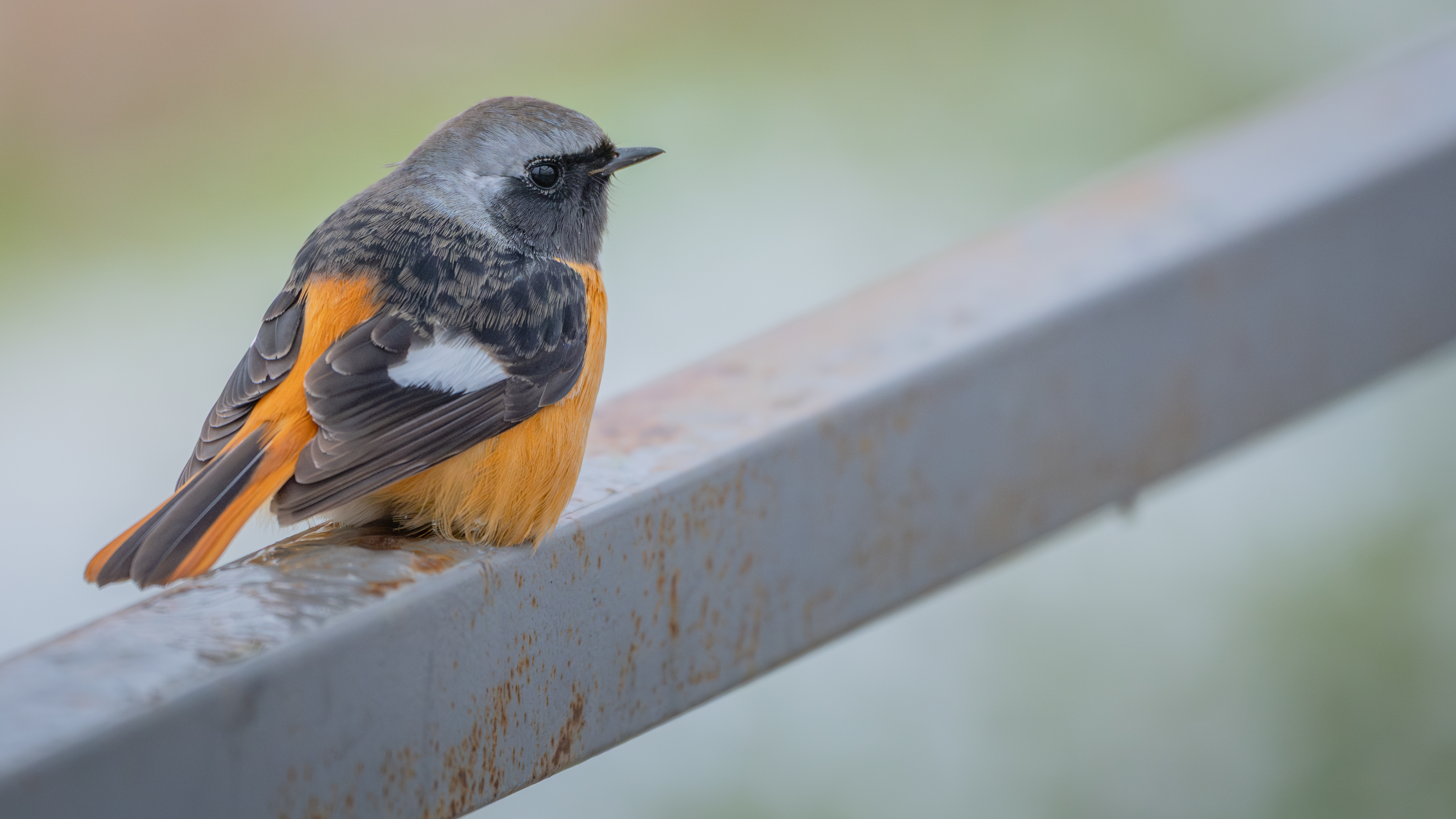 ��ʿGFX1OOII���������۶������ǧ��֮Լ