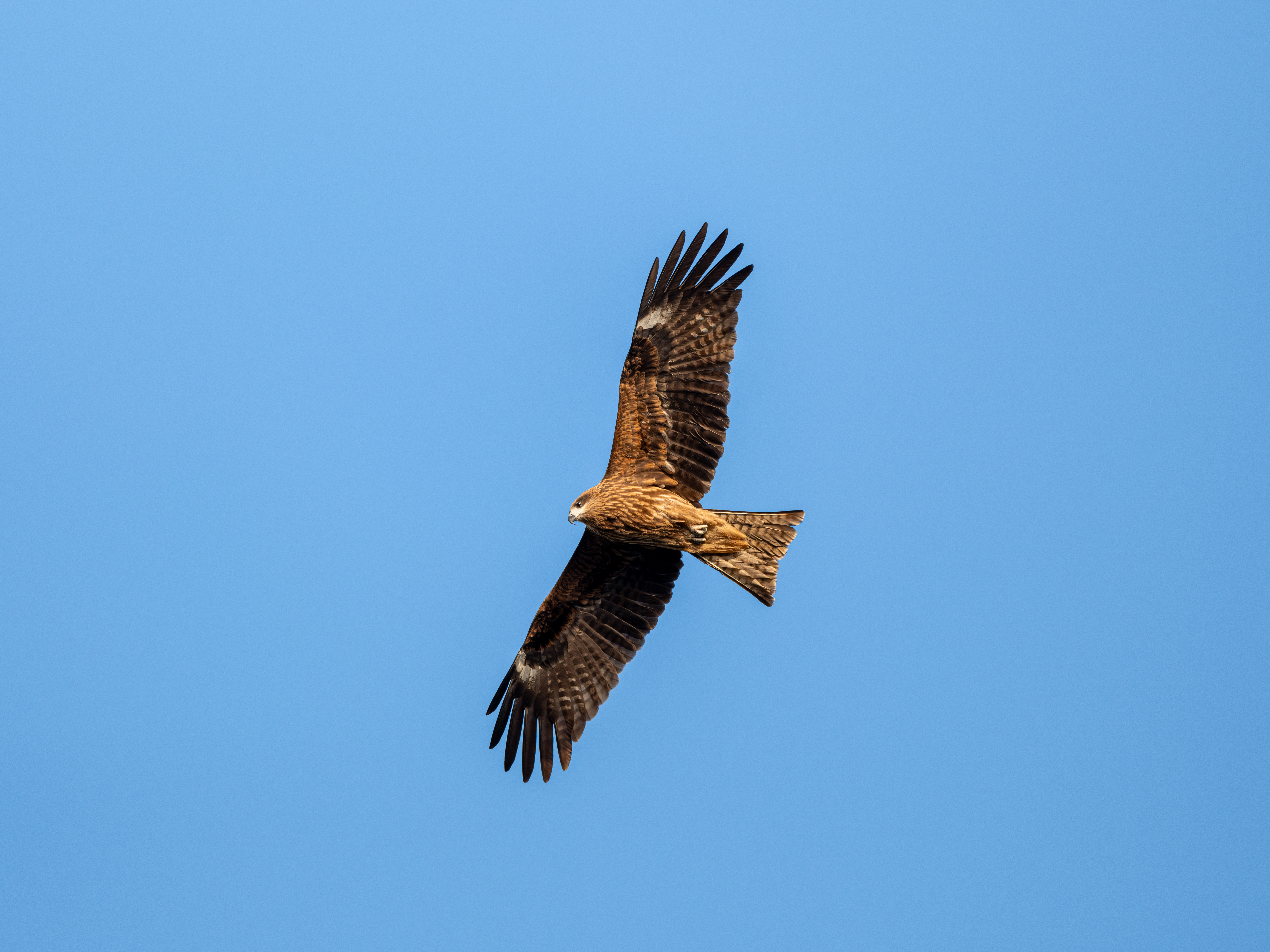 ��ʿGFX100 II�л��� ������̬��Ӱ����