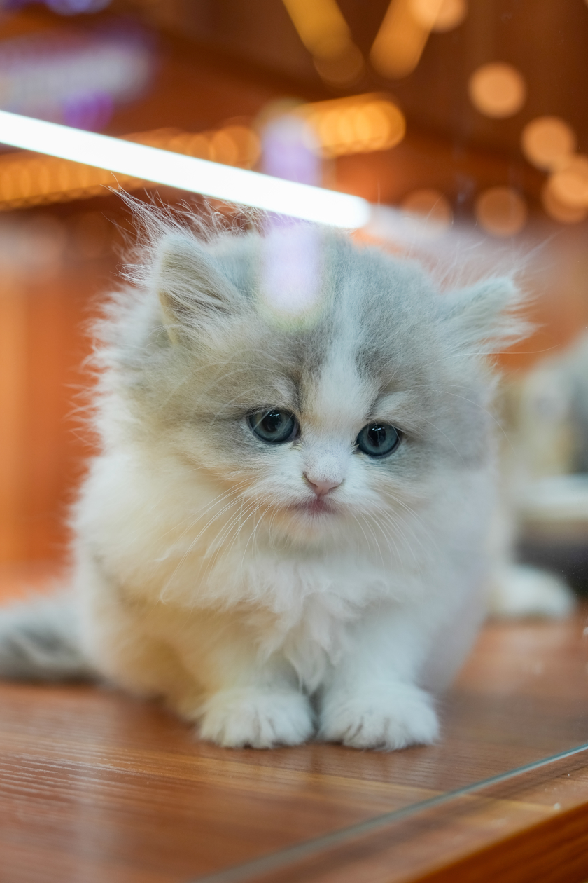 一镜揽尽岭南烟火 腾龙25-200mm G2佛山旅拍实测 一镜揽尽岭南烟火 腾龙25-200mm G2佛山旅拍实测