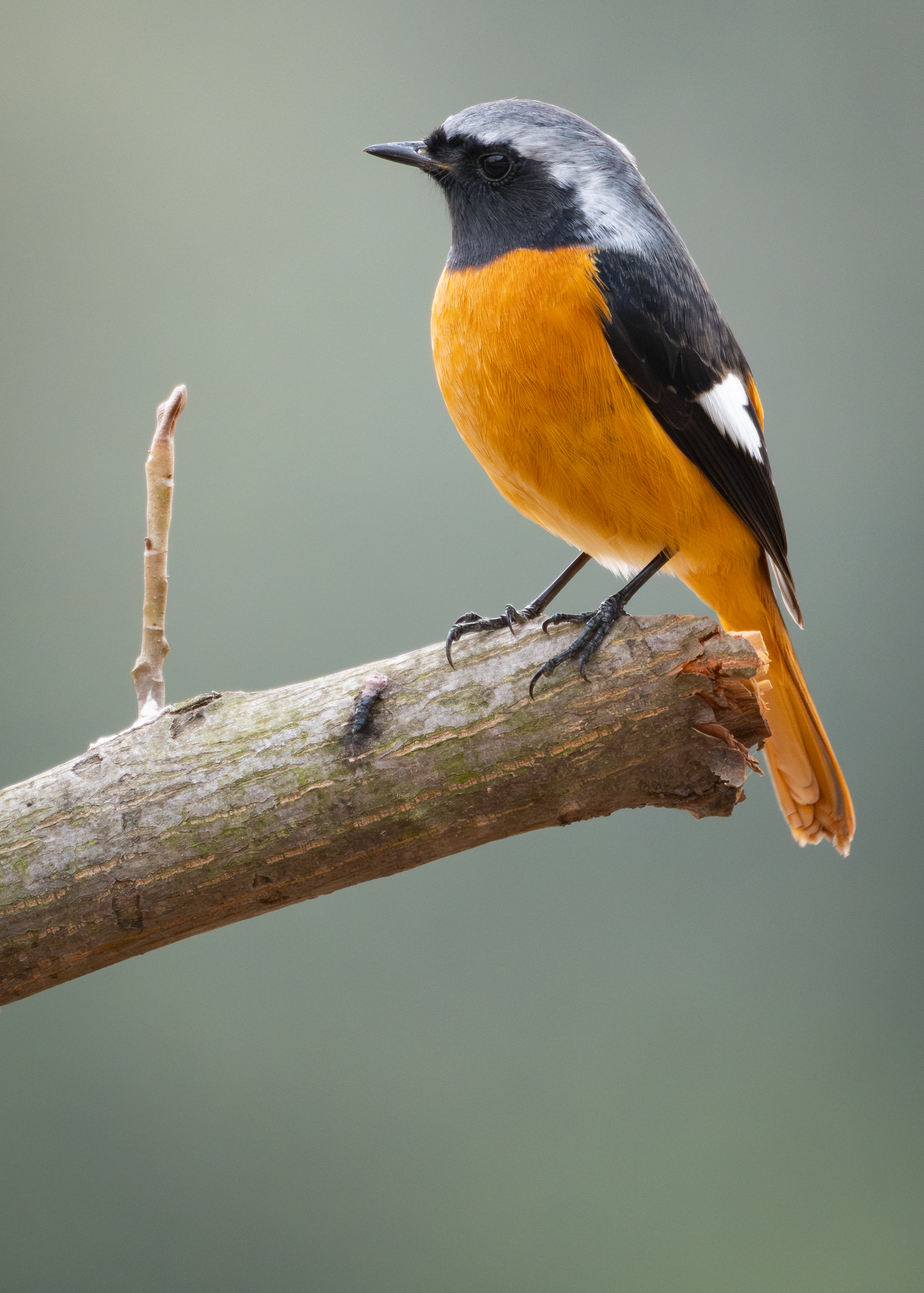 ��ʿGFX1OOII���������۶������ǧ��֮Լ