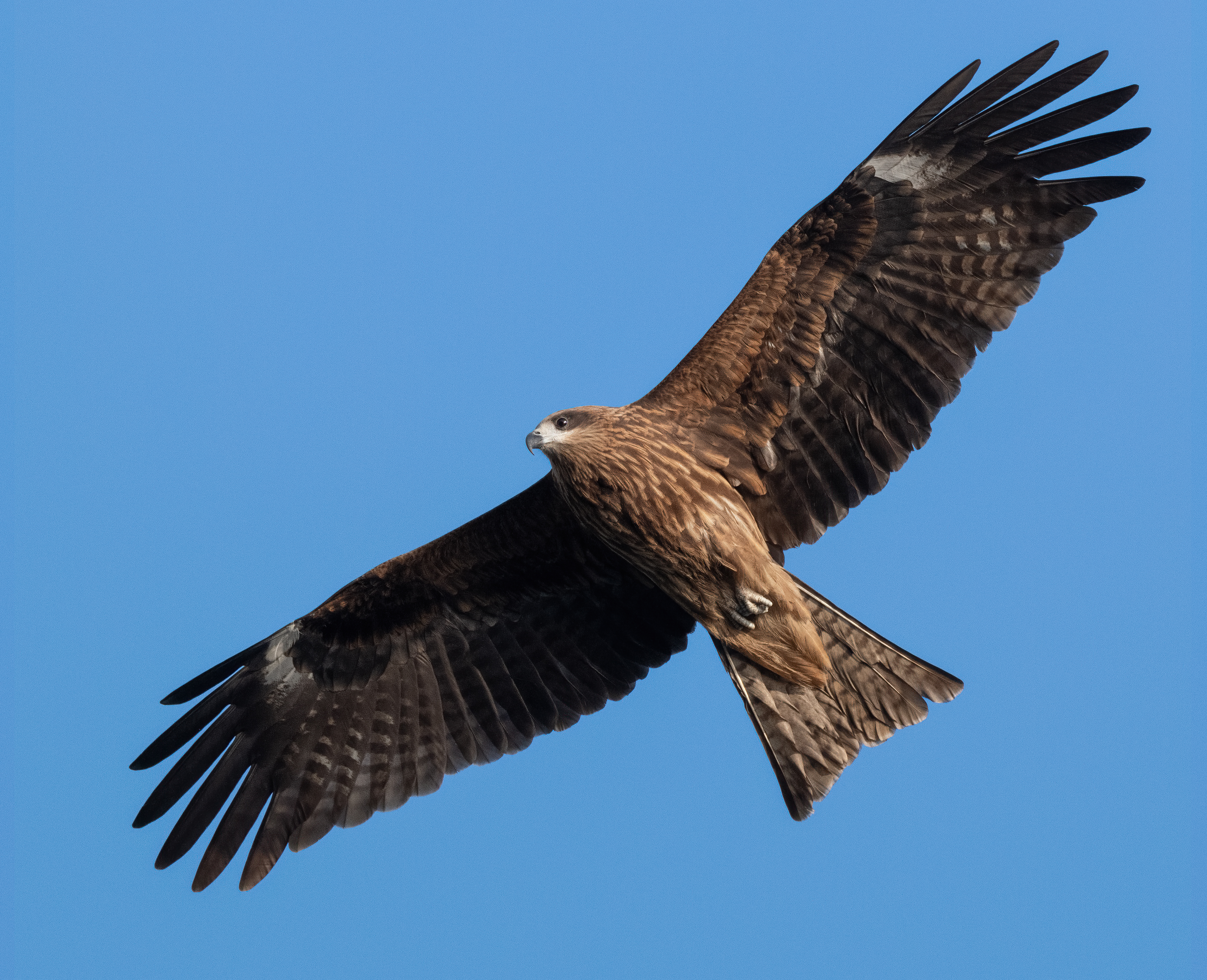 ��ʿGFX100 II�л��� ������̬��Ӱ����