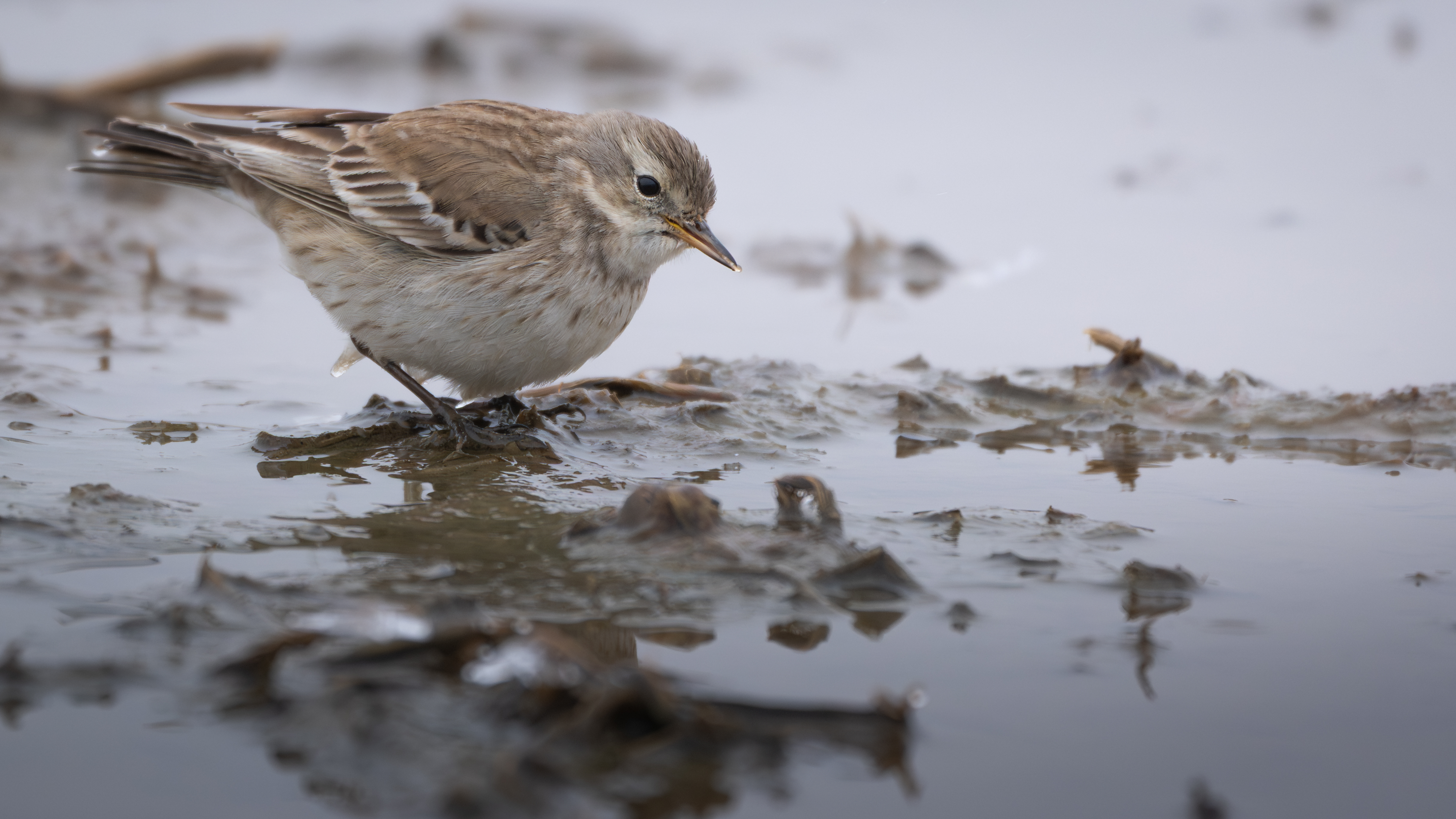 ��ʿGFX1OOII���������۶������ǧ��֮Լ