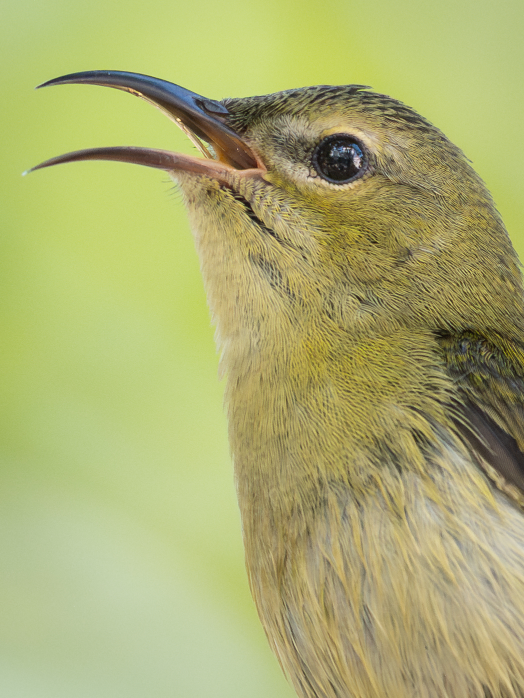 ��ʿGFX1OOII���������۶������ǧ��֮Լ