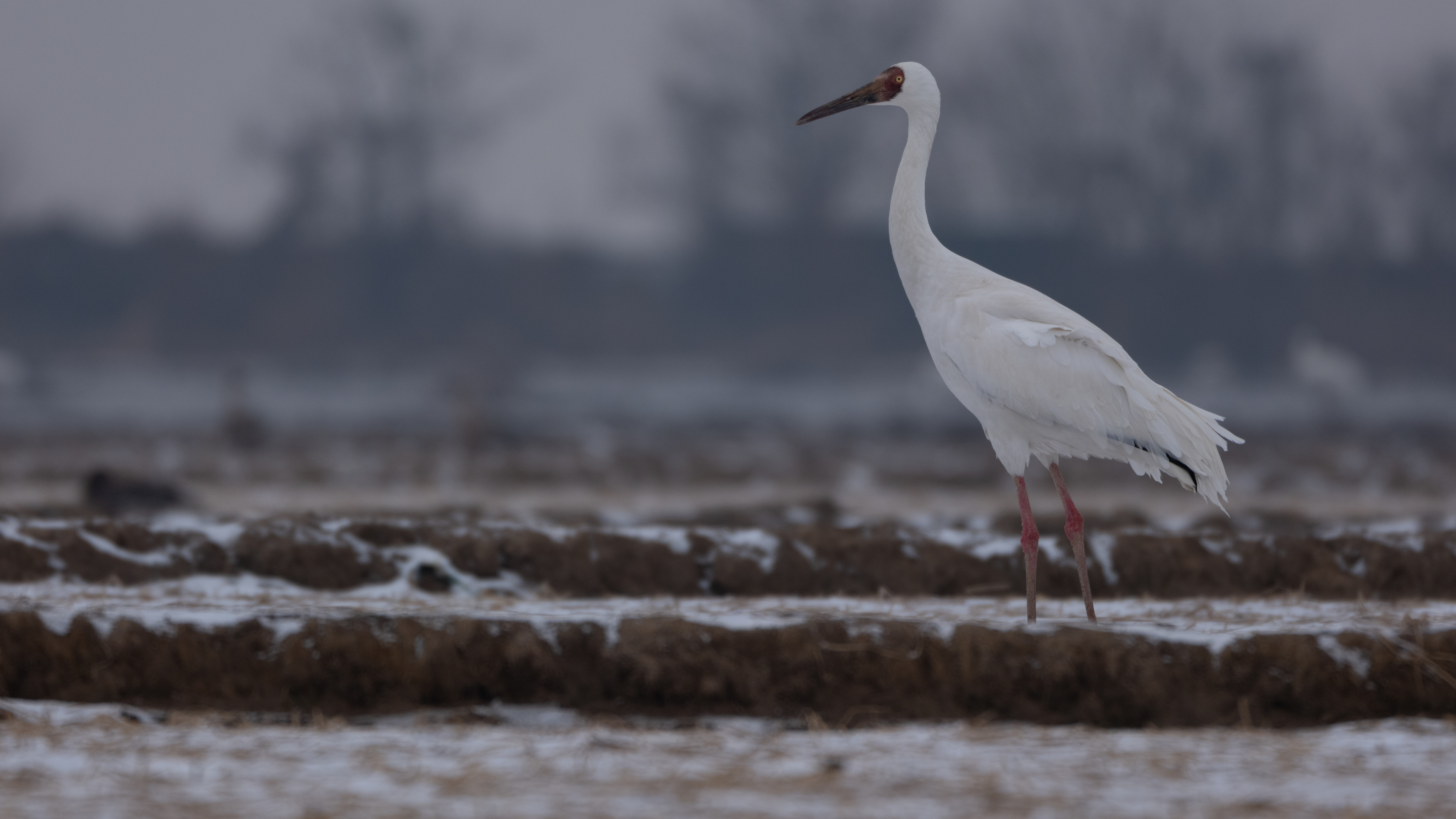 ��ʿGFX1OOII���������۶������ǧ��֮Լ