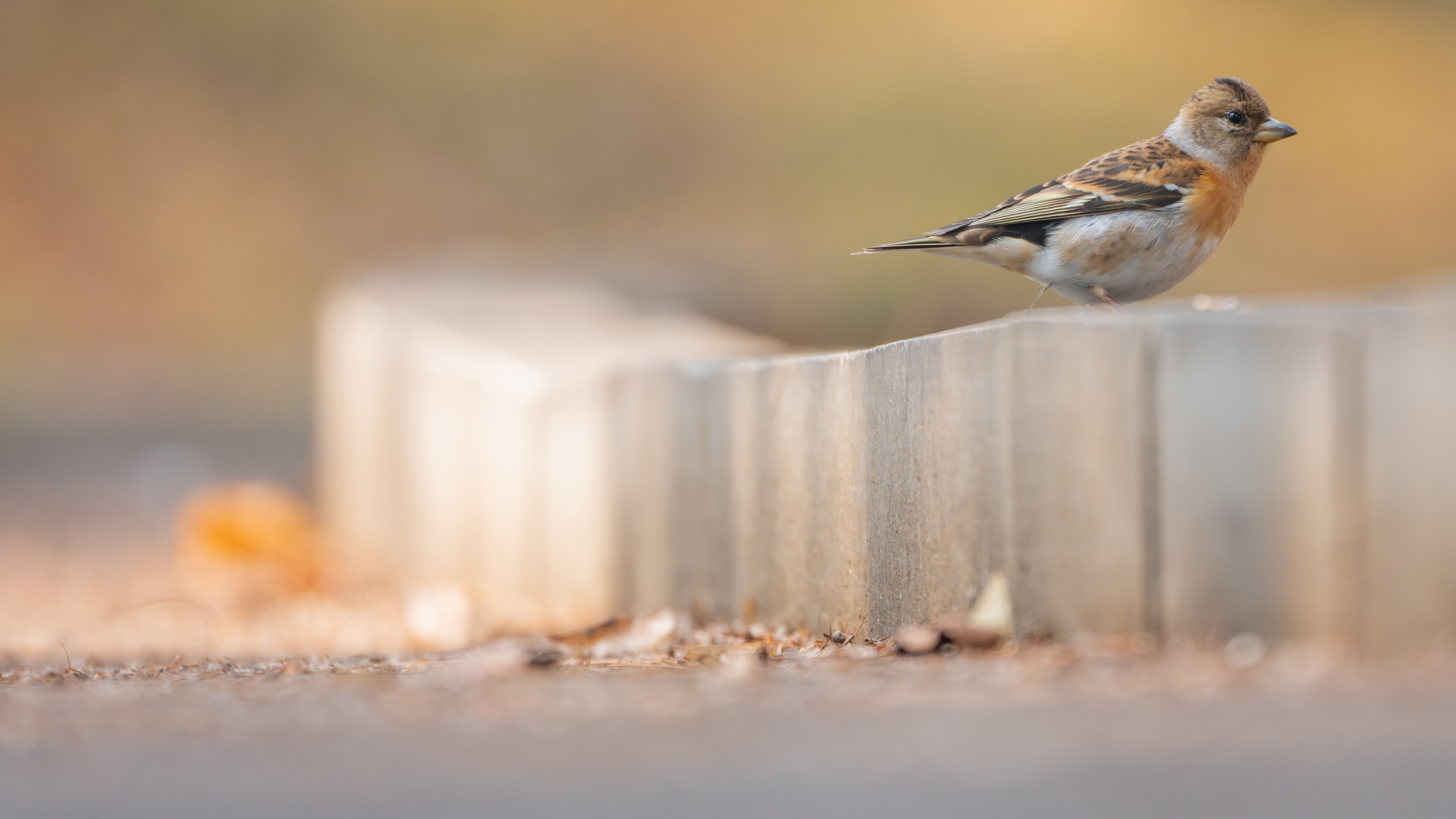 ��ʿGFX1OOII���������۶������ǧ��֮Լ