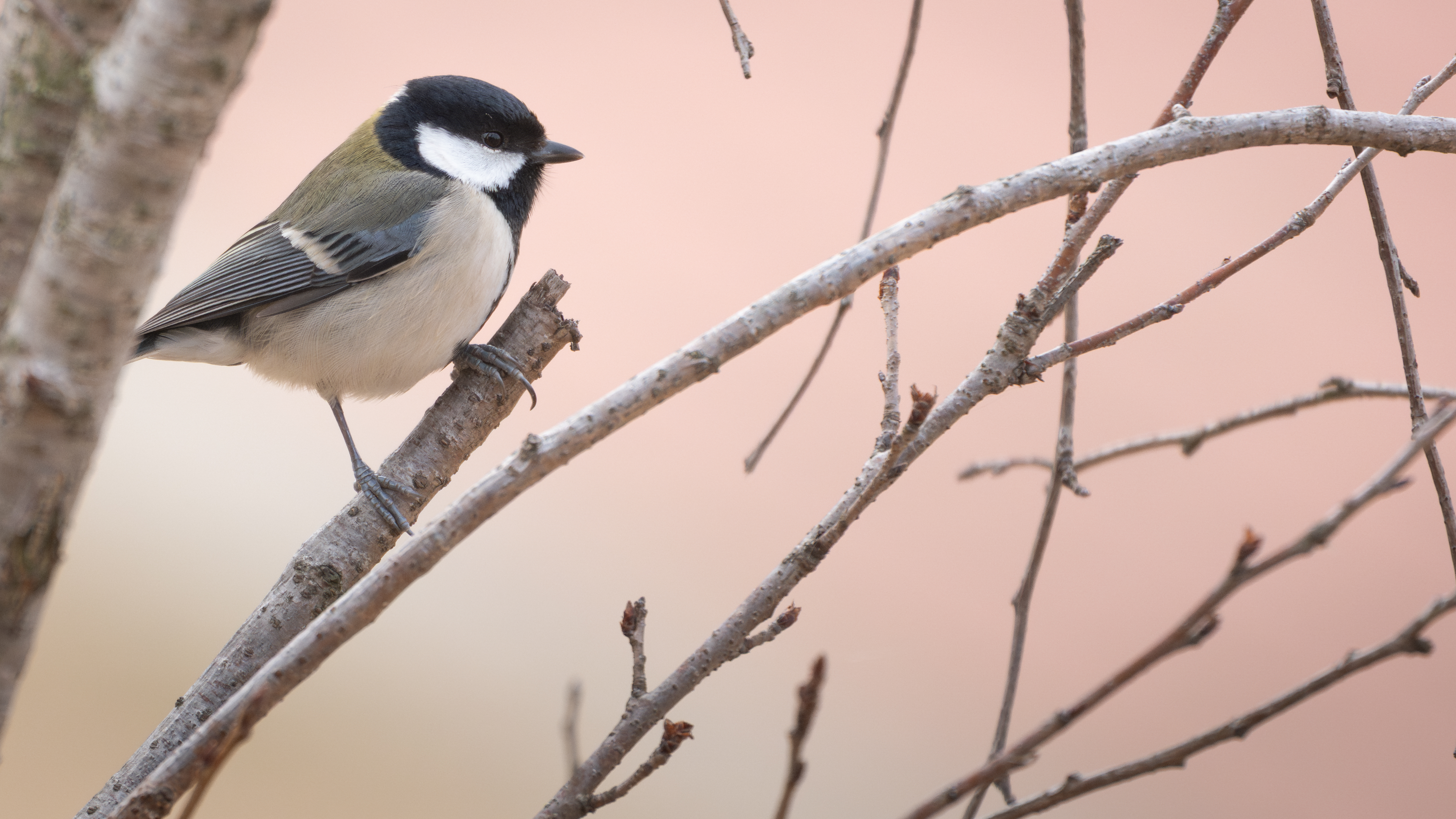 ��ʿGFX1OOII���������۶������ǧ��֮Լ