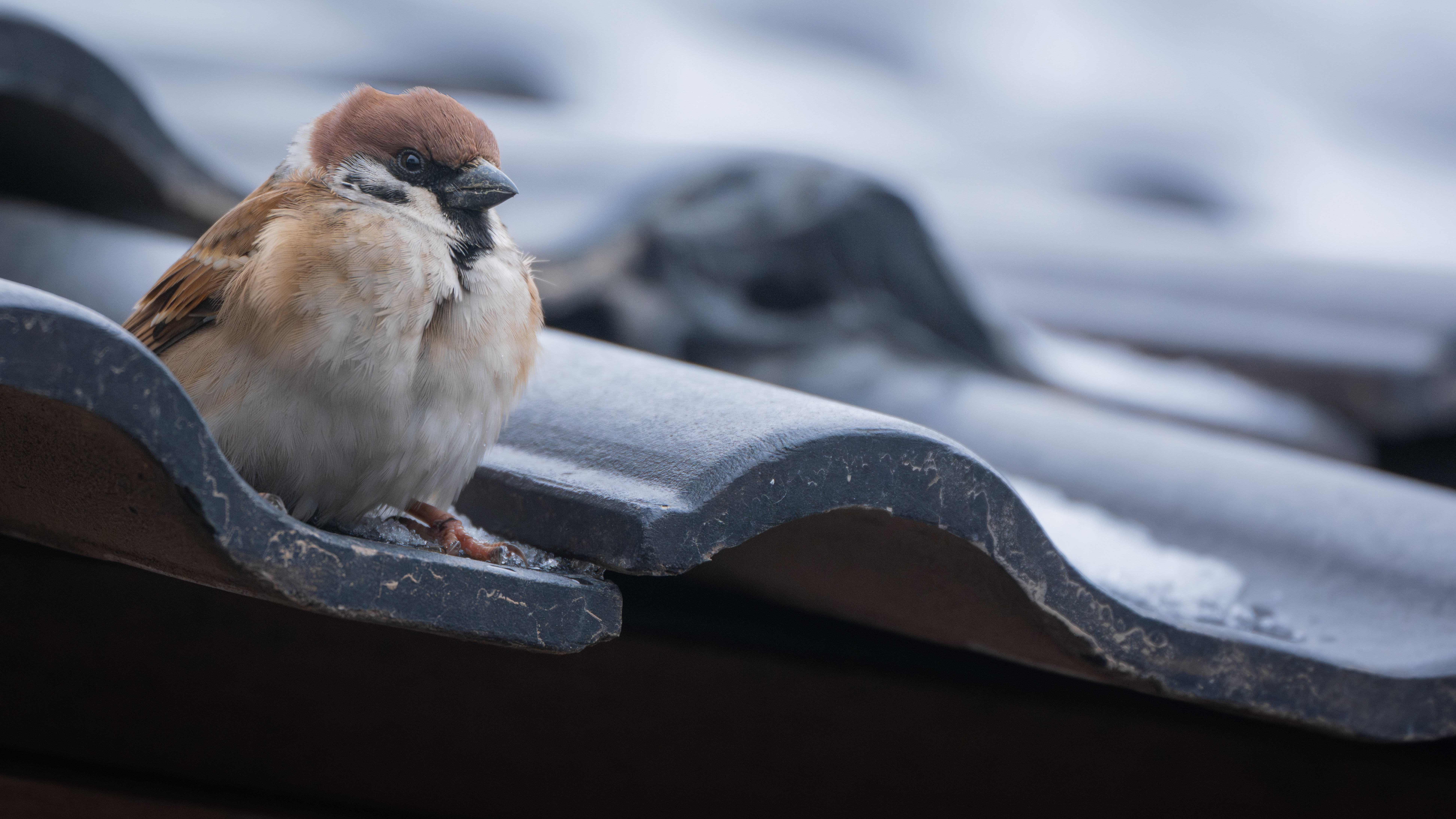 ��ʿGFX100 II���������۶������ǧ��֮Լ