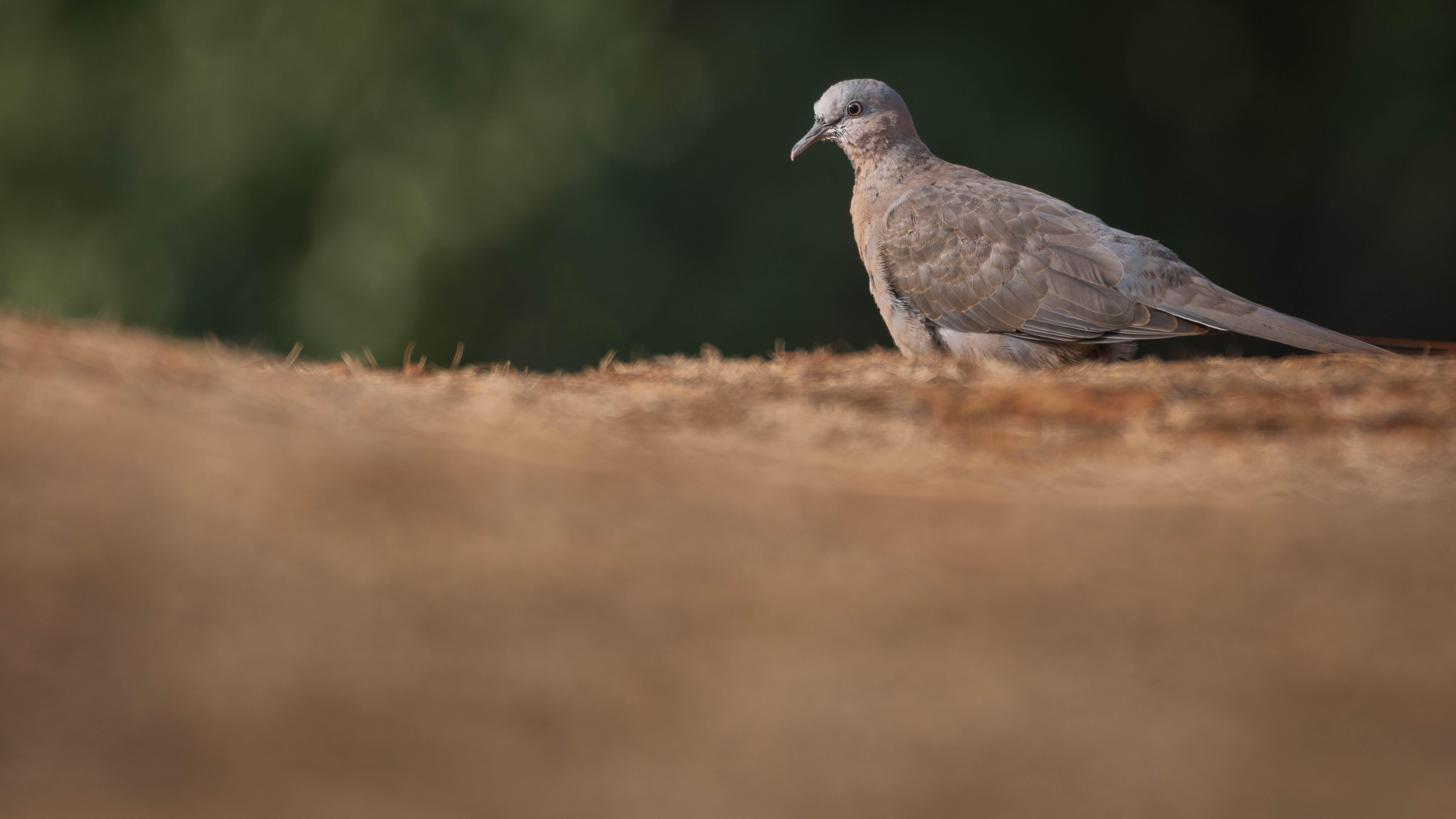 ��ʿGFX1OOII���������۶������ǧ��֮Լ