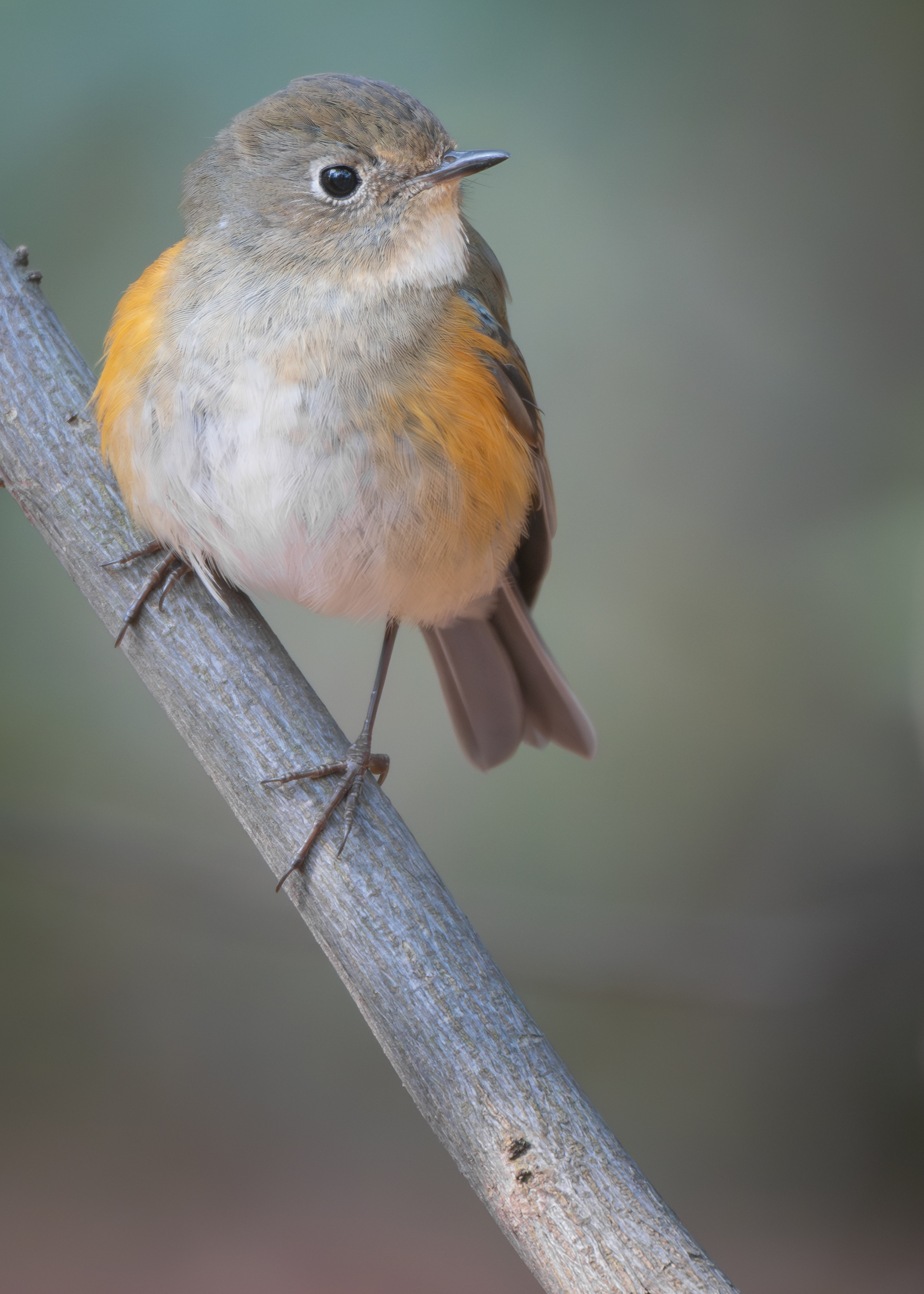 ��ʿGFX1OOII���������۶������ǧ��֮Լ